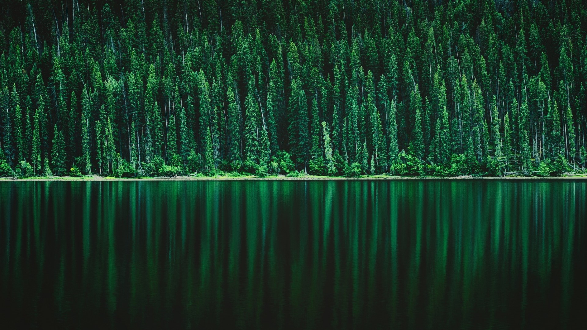Forest reflected in a lake HD Wallpaper