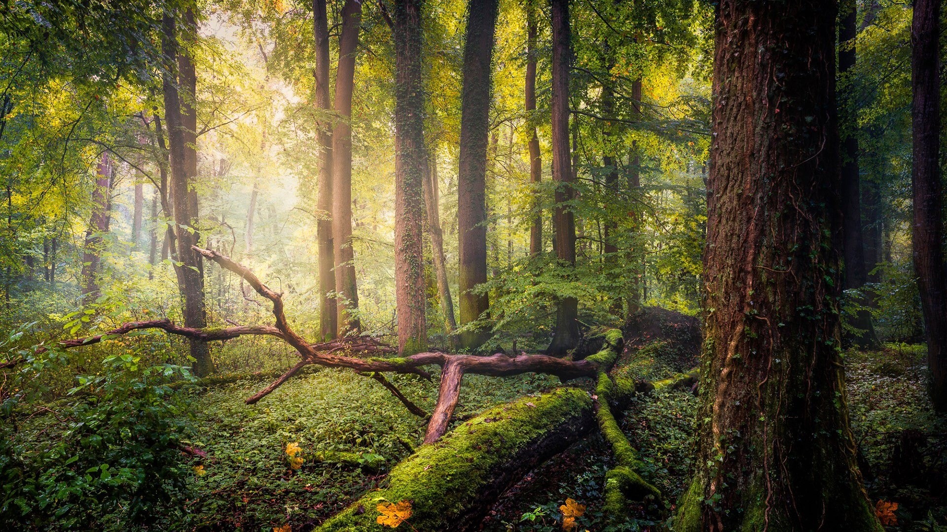 Sunlight filtering through a Bavarian forest with fallen trees HD Wallpaper
