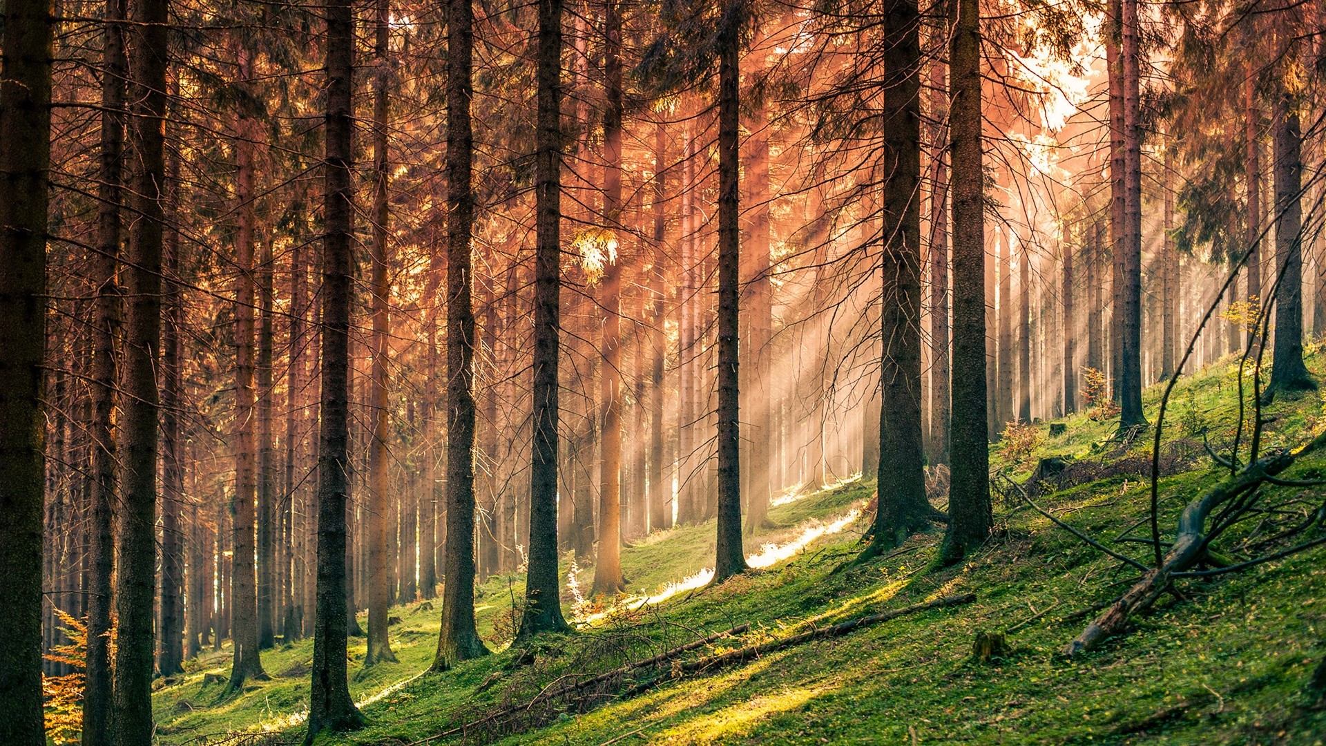 Sunbeams in a dense forest HD Wallpaper