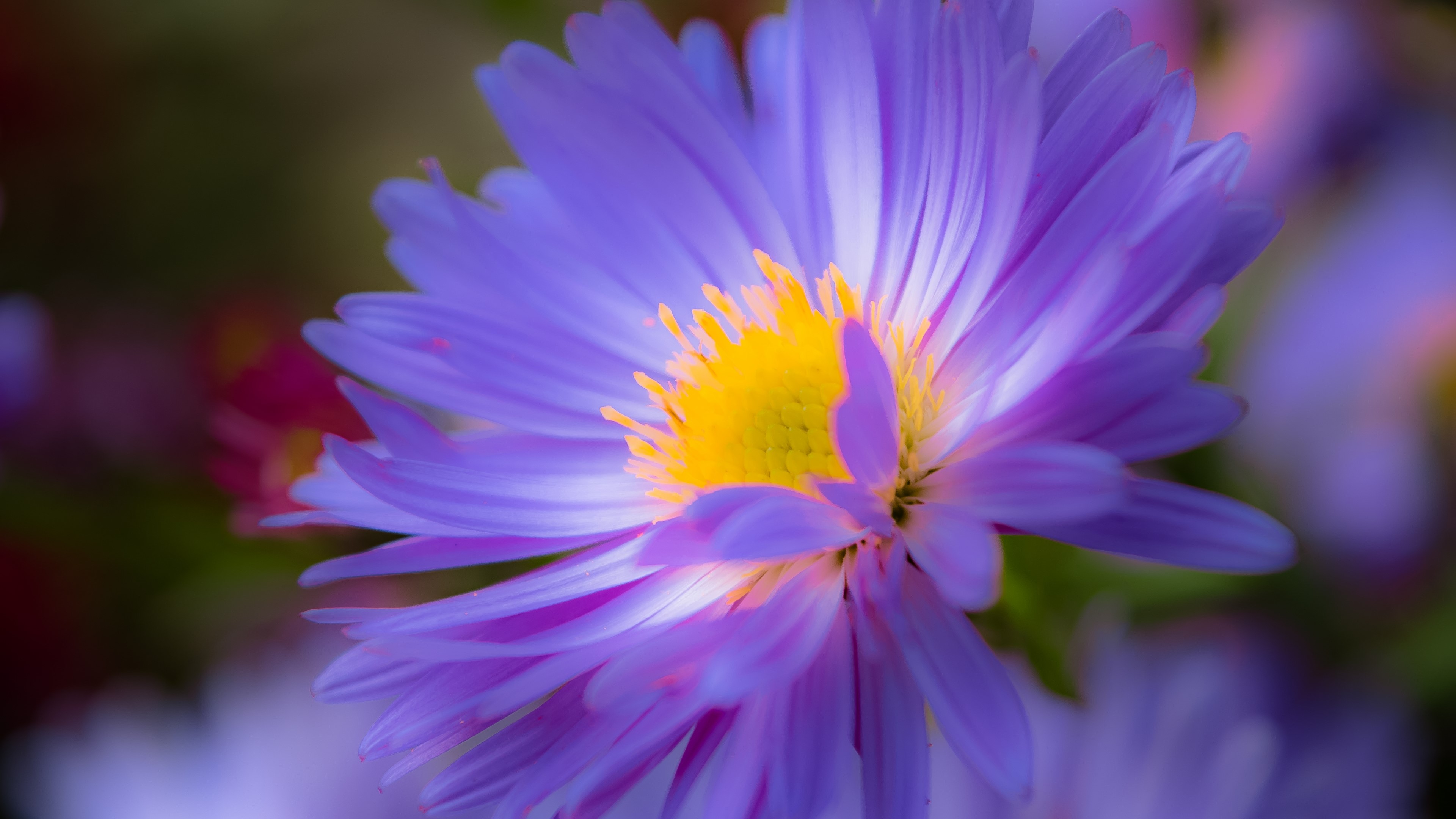 Close-up of a purple aster flower with a yellow center HD Wallpaper