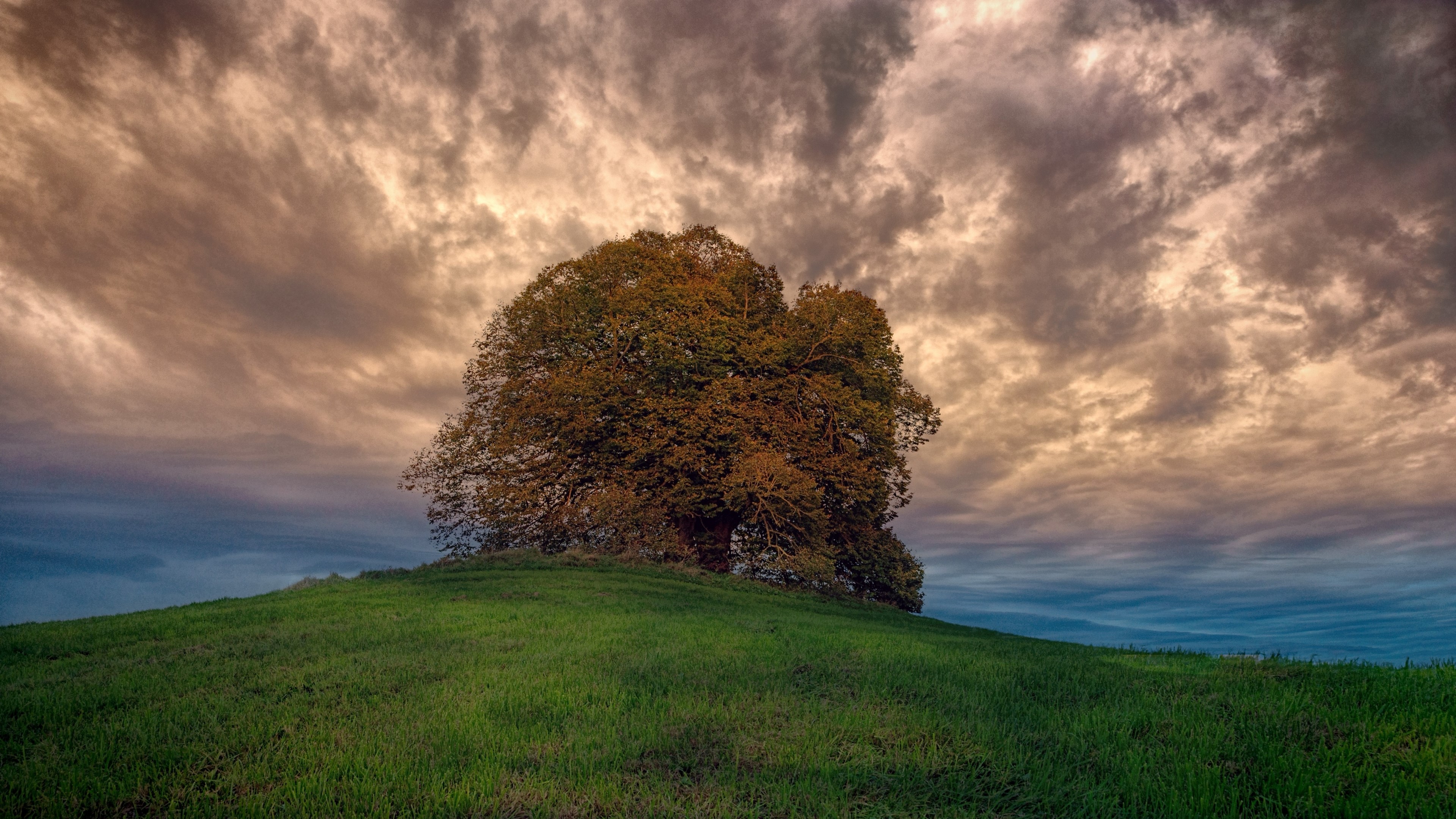 4K Nature: Lone Tree on a Grassy Hill Under Dramatic Clouds HD Wallpaper