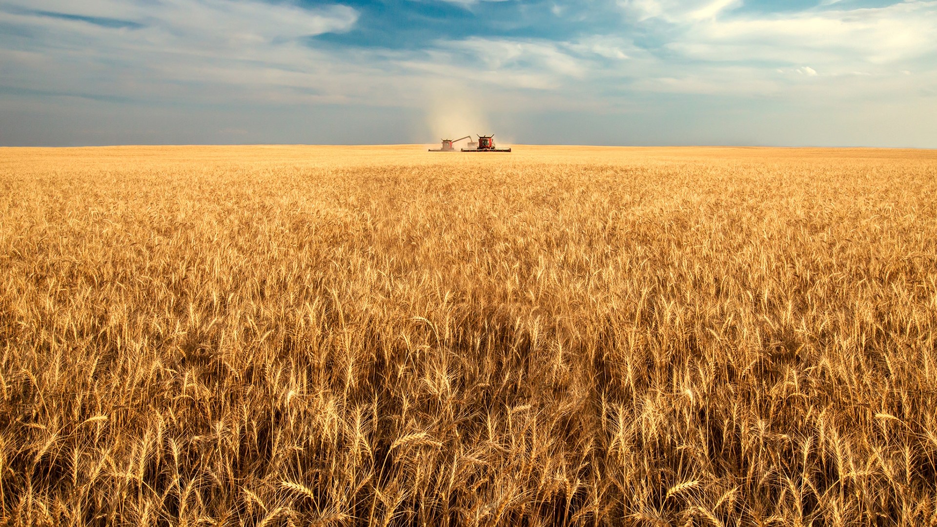 Wheat Field Harvest in Montana, USA HD Wallpaper