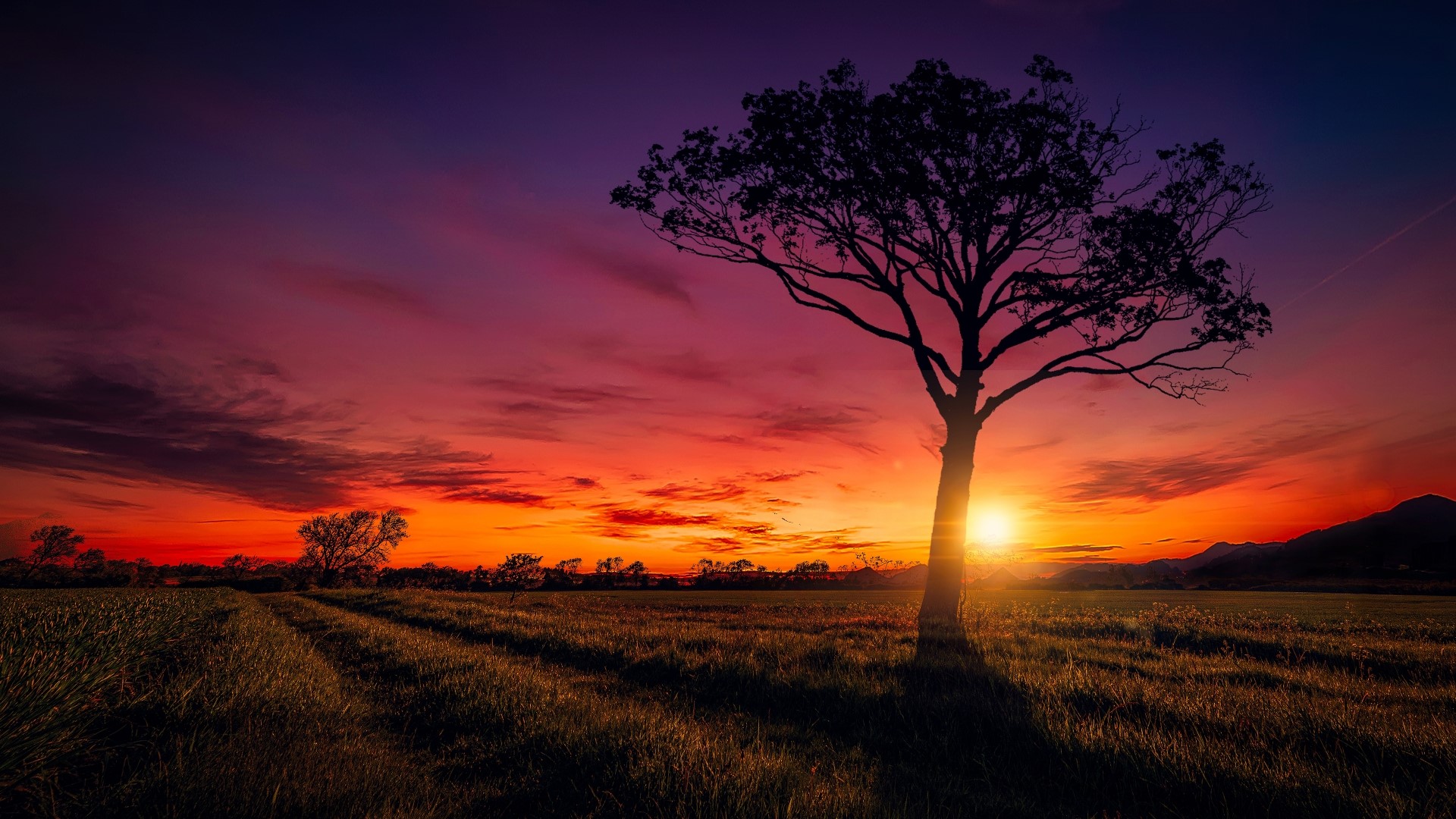 Silhouette of a tree against a vibrant sunset HD Wallpaper