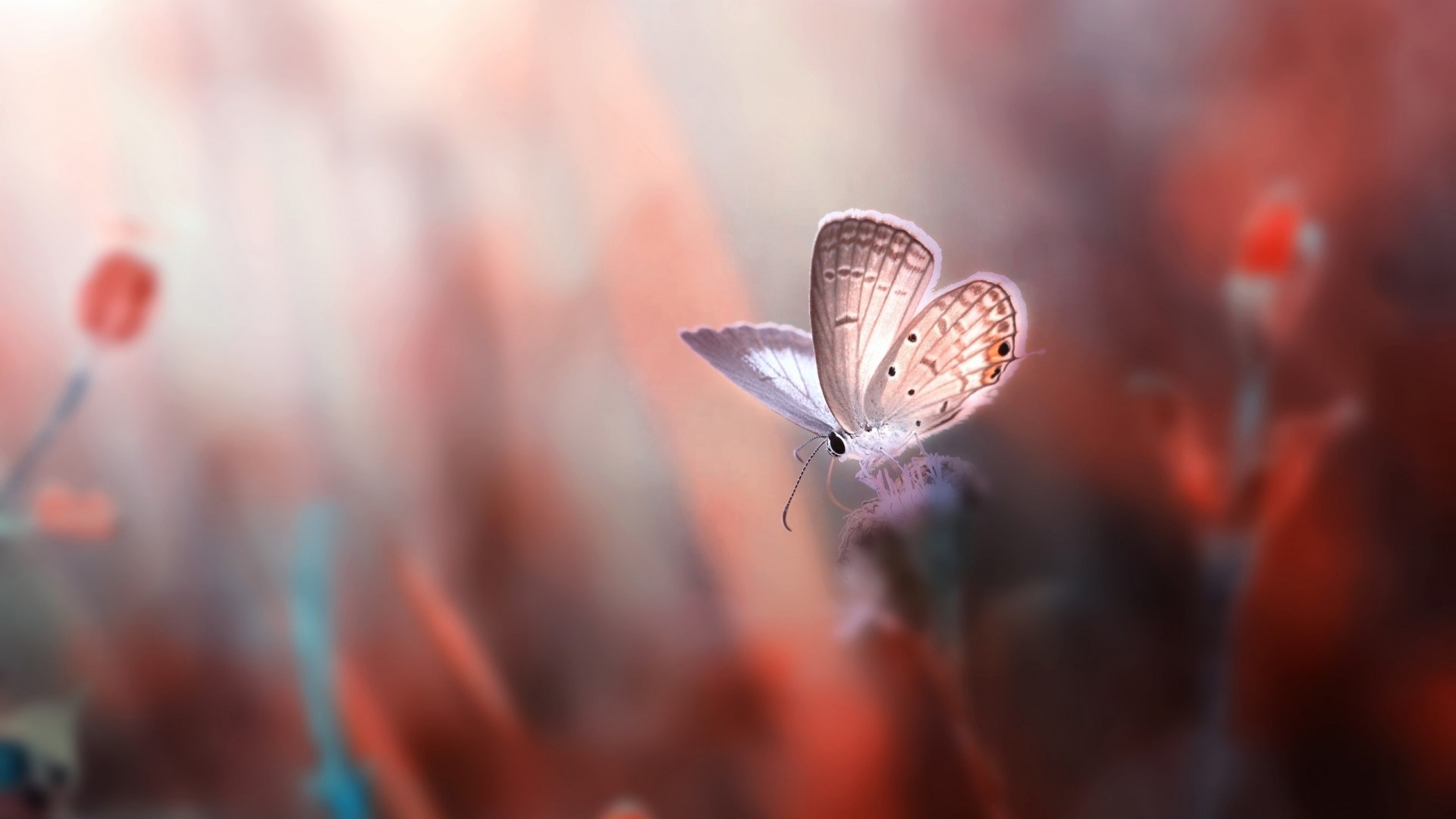 Butterfly with glowing wings on a flower HD Wallpaper