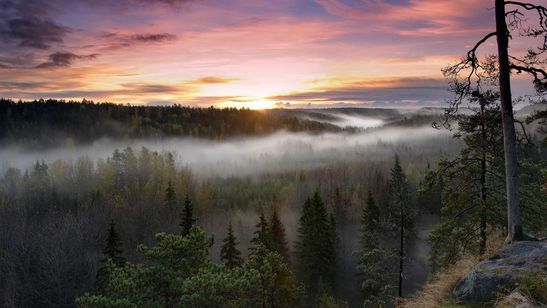 Nuuksio National Park at sunrise with fog HD Wallpaper