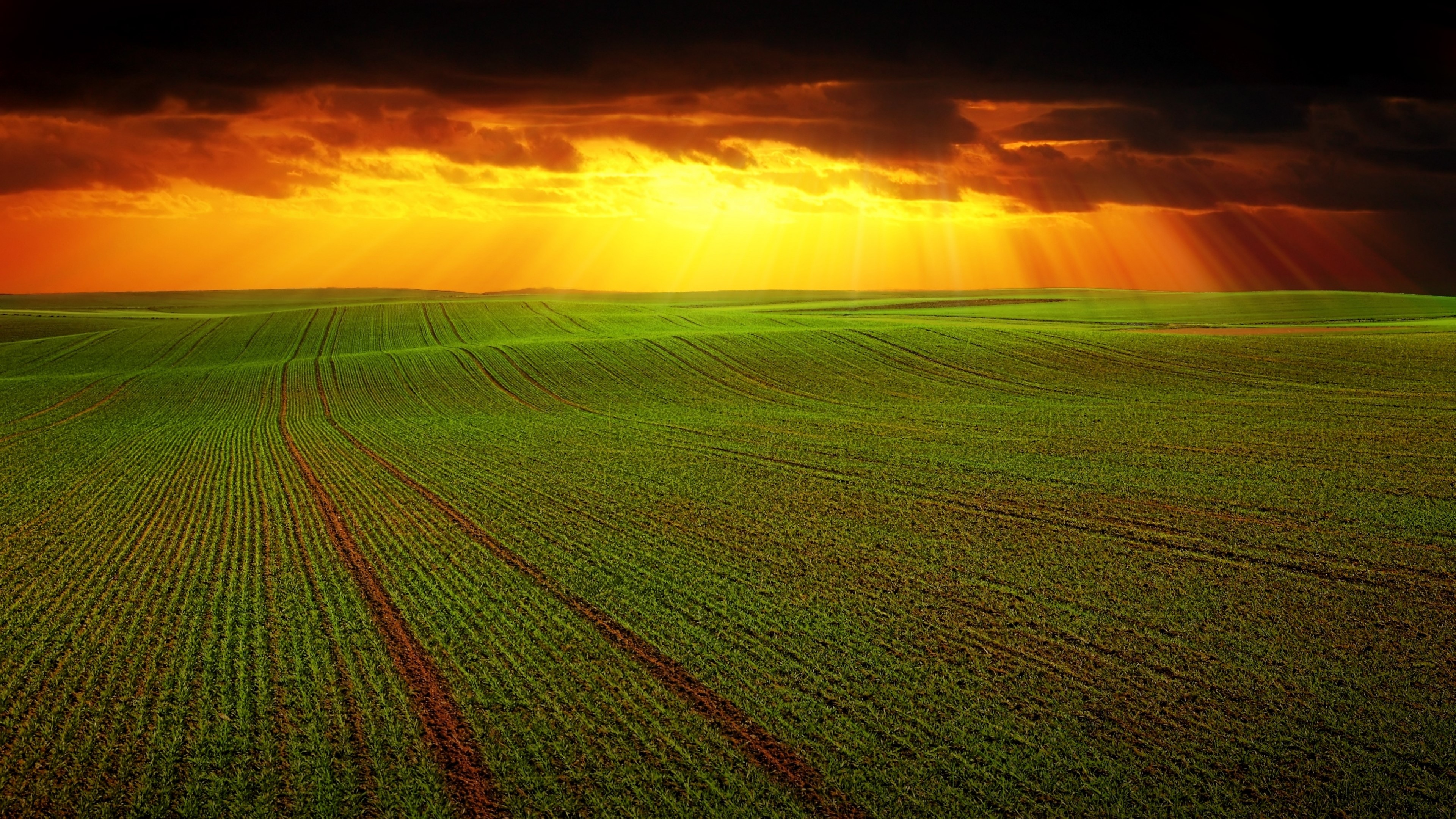 4K Field with Sunset HD Wallpaper
