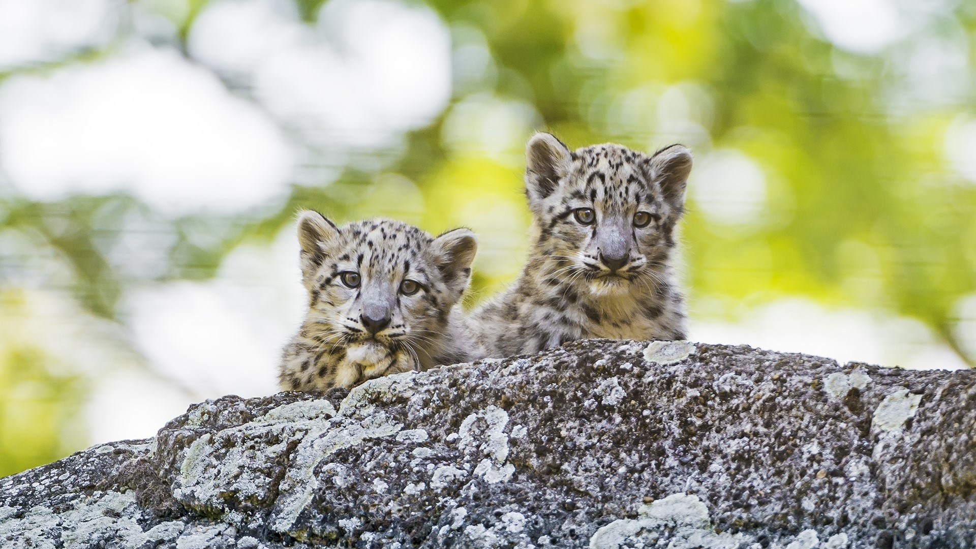 Two young snow leopards on a rock HD Wallpaper