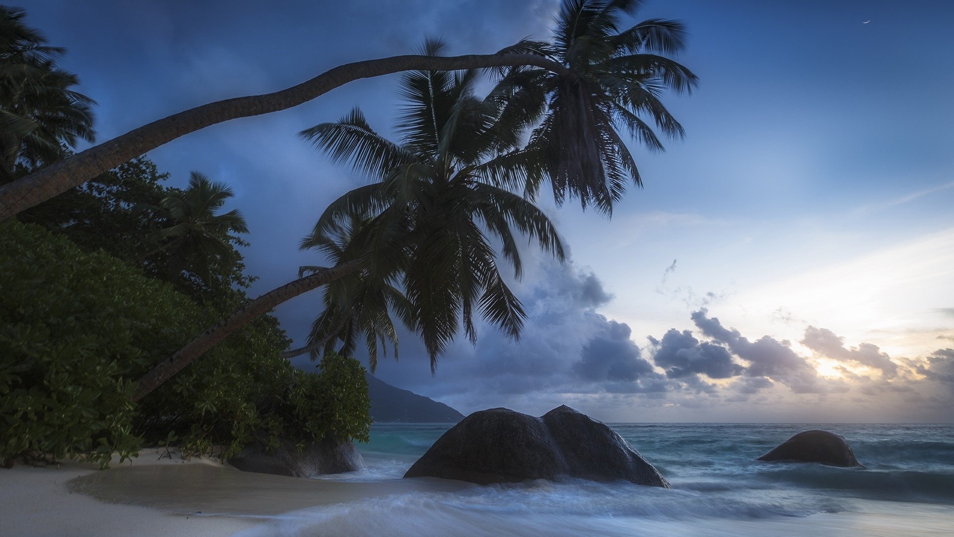 Palm trees on a beach at dusk HD Wallpaper