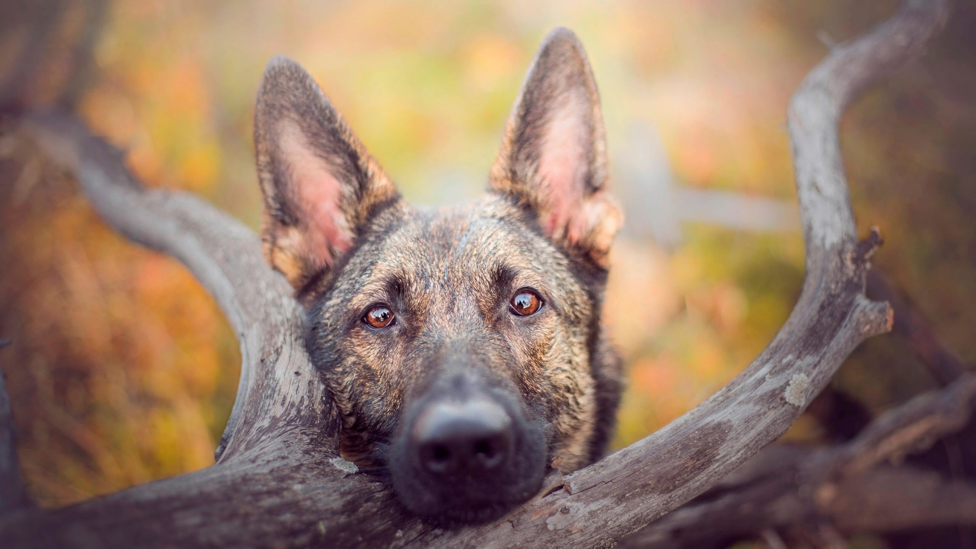 German Shepherd dog resting on a log HD Wallpaper