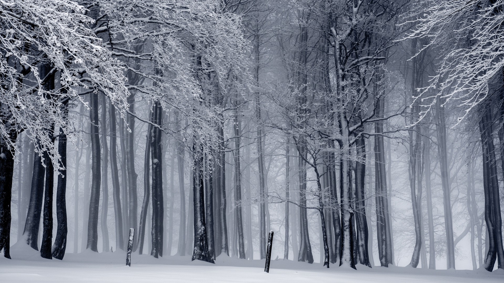 Snow-covered trees in a foggy forest HD Wallpaper
