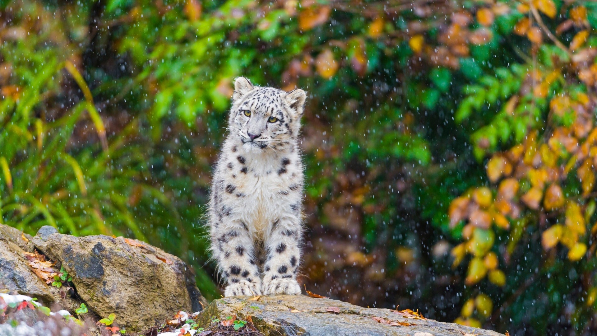Baby Snow Leopard Sitting on Rocks in Snowfall HD Wallpaper