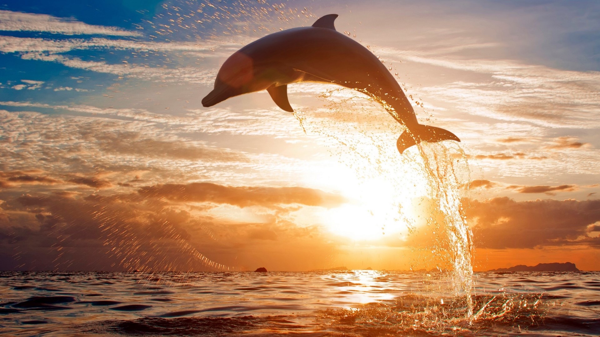 Dolphin jumping out of the ocean at sunset HD Wallpaper