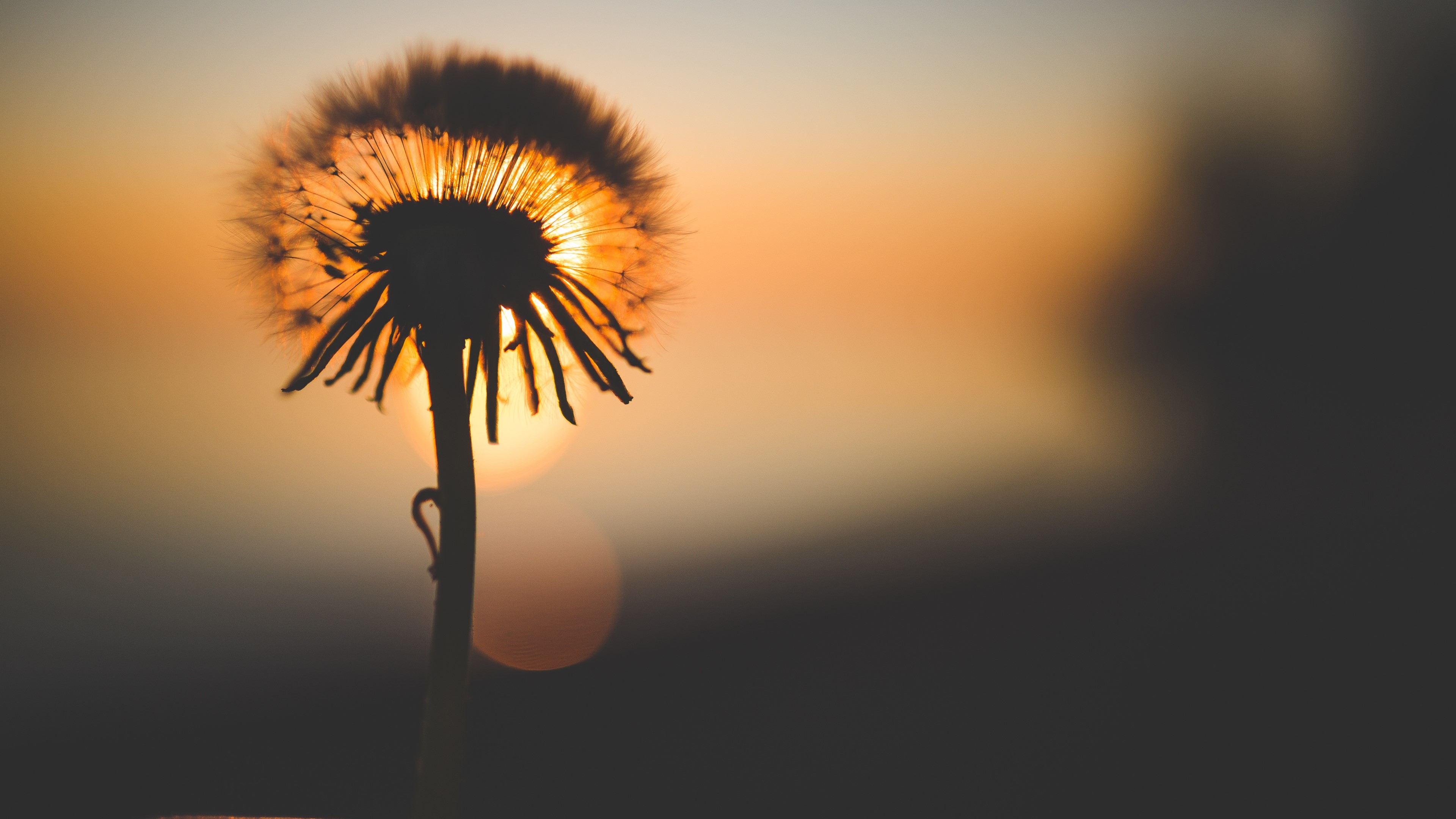 4K Dandelion Silhouette at Sunset HD Wallpaper