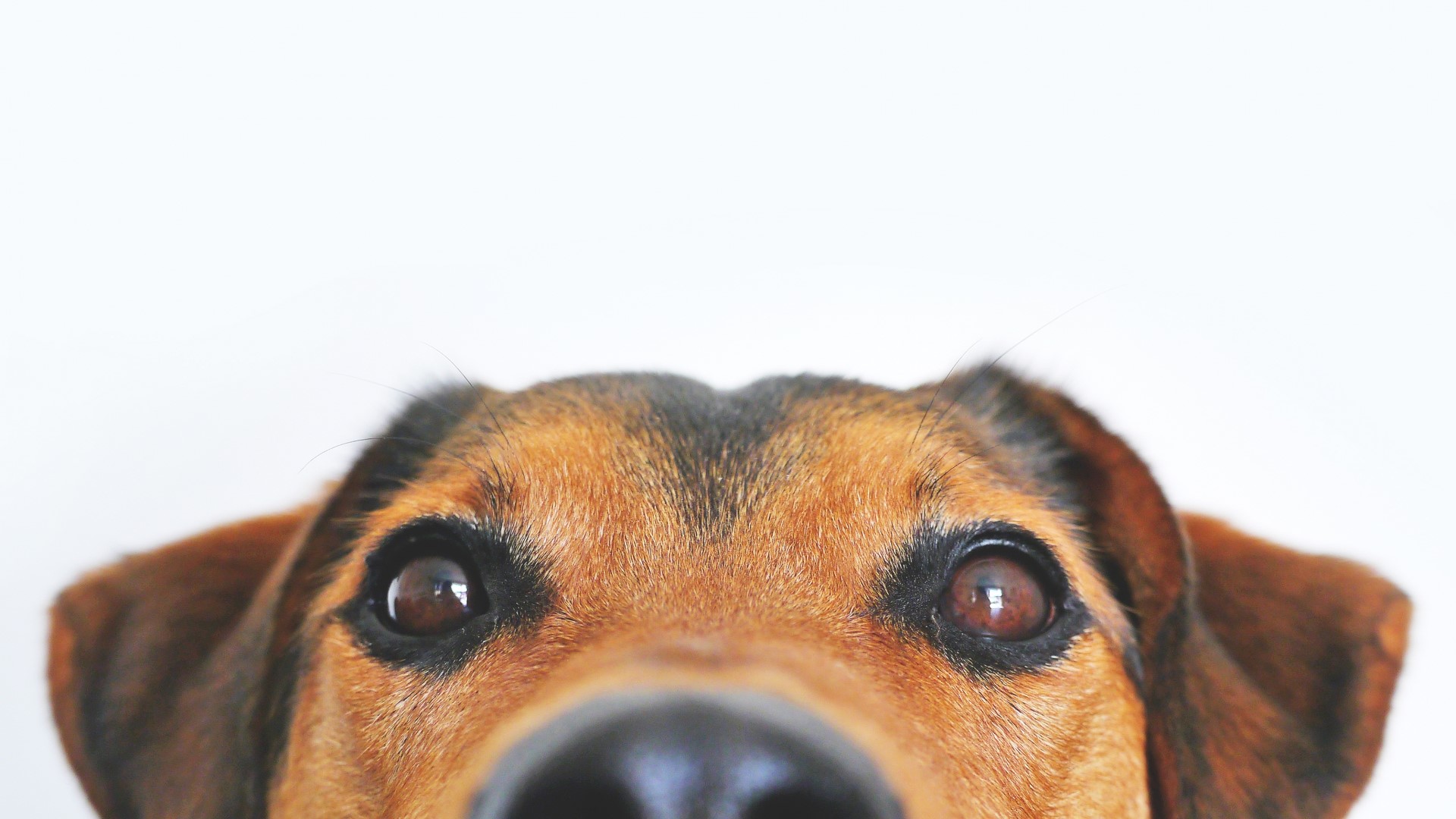 Close-up of a dog's face HD Wallpaper