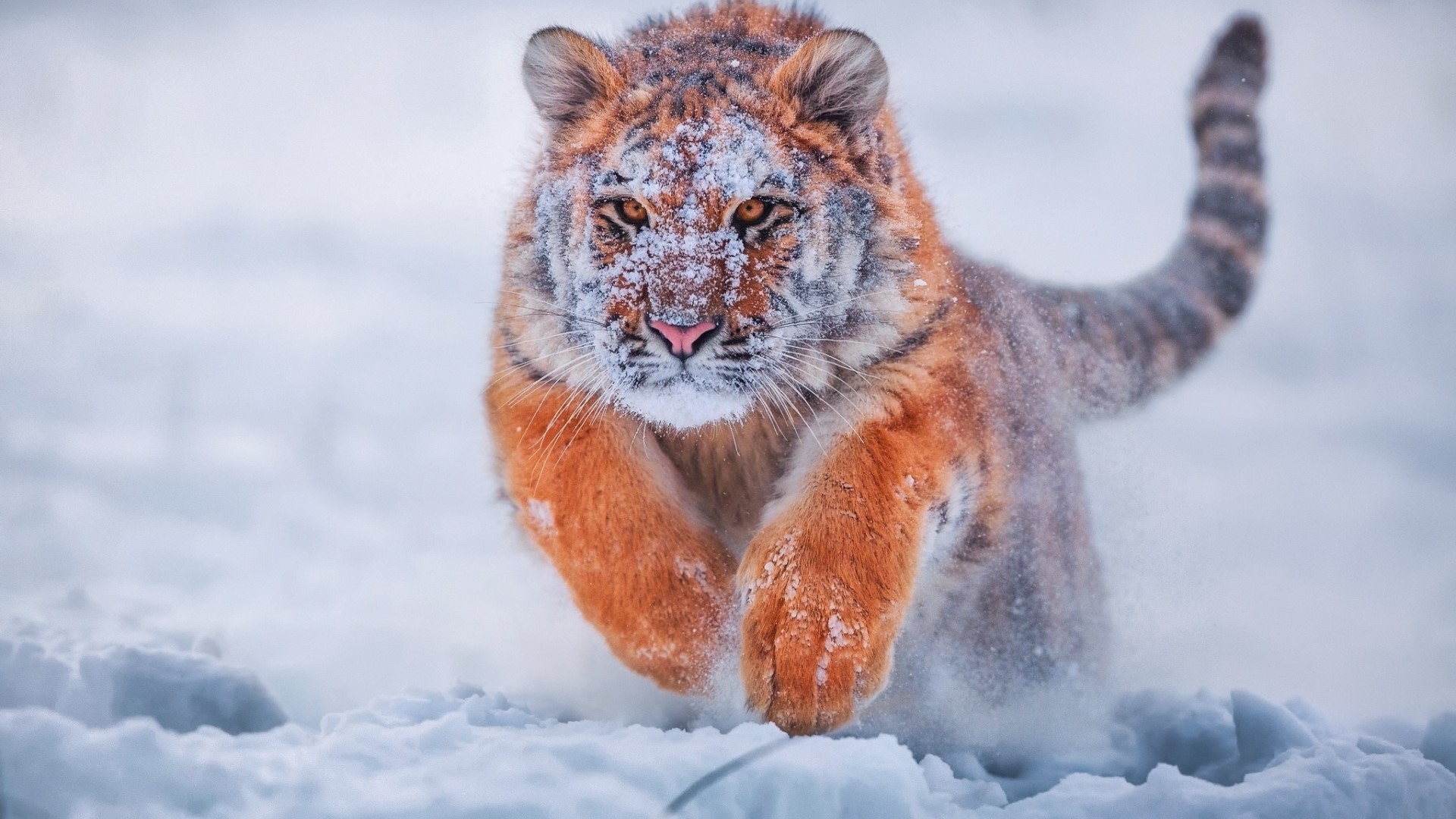 Tiger running through snow HD Wallpaper