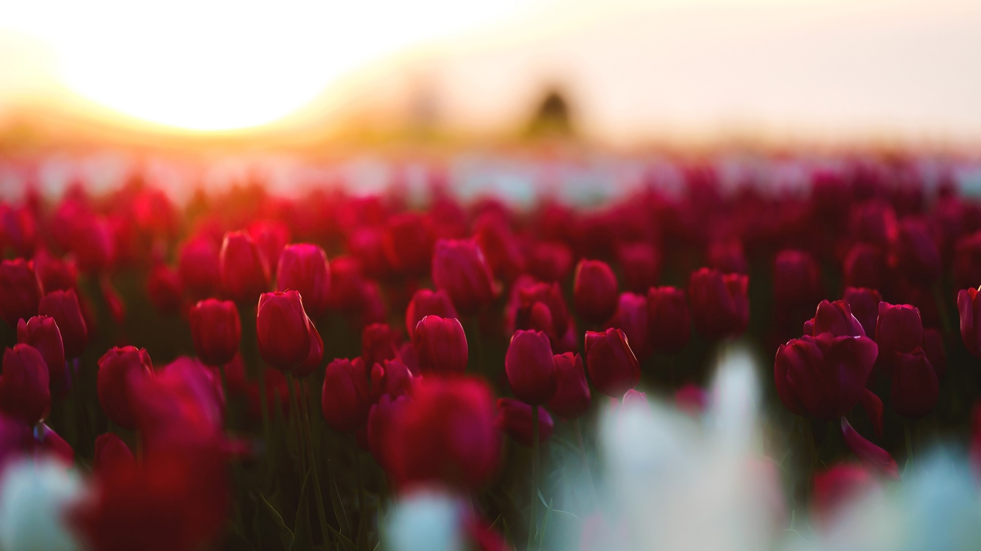 Field of Red Tulips at Sunset HD Wallpaper