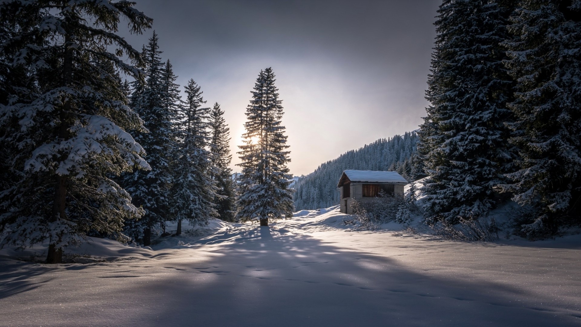 Winter forest with a small cabin and sunlit snow HD Wallpaper