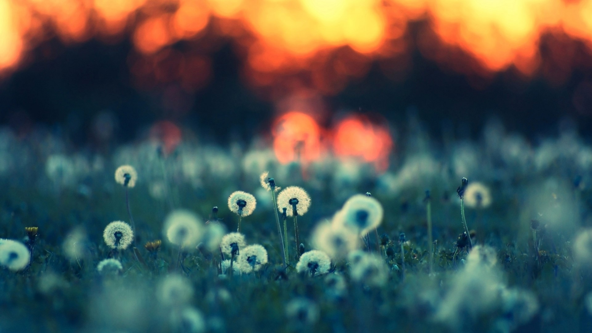 Dandelions in the sunset light HD Wallpaper