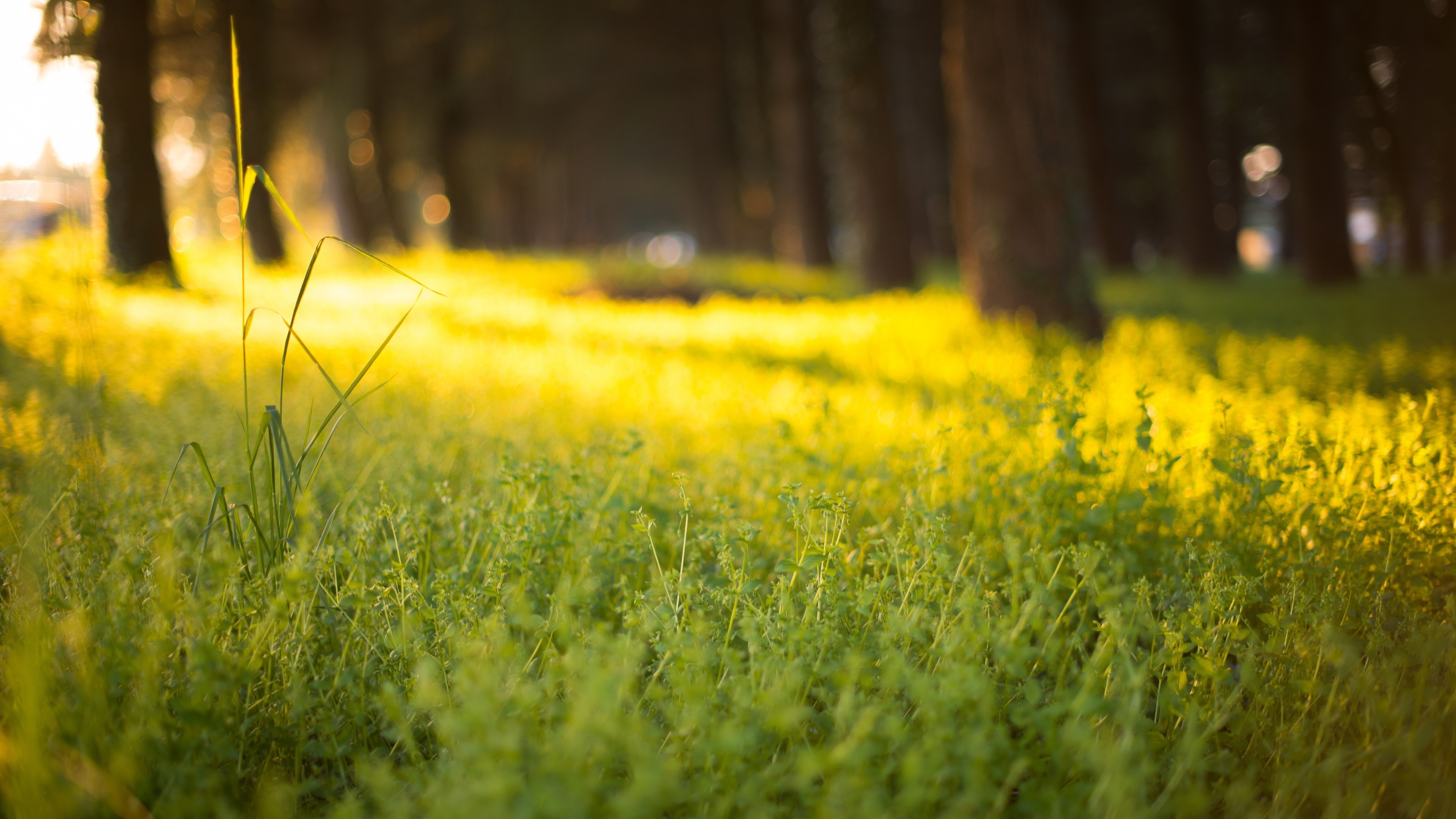 4K Grass Field with Trees HD Wallpaper