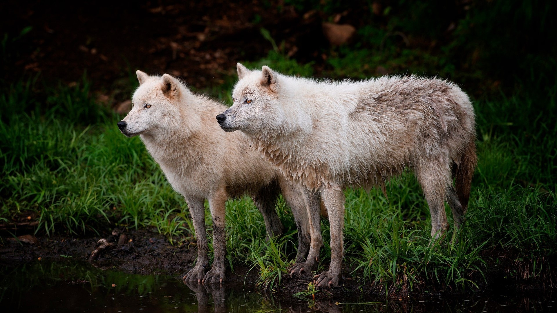 Two Arctic wolves by the water HD Wallpaper