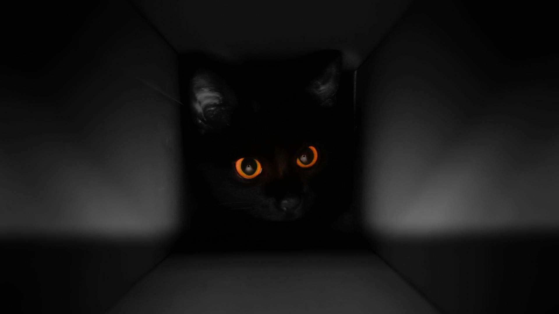 Black cat with glowing orange eyes in a dark box HD Wallpaper