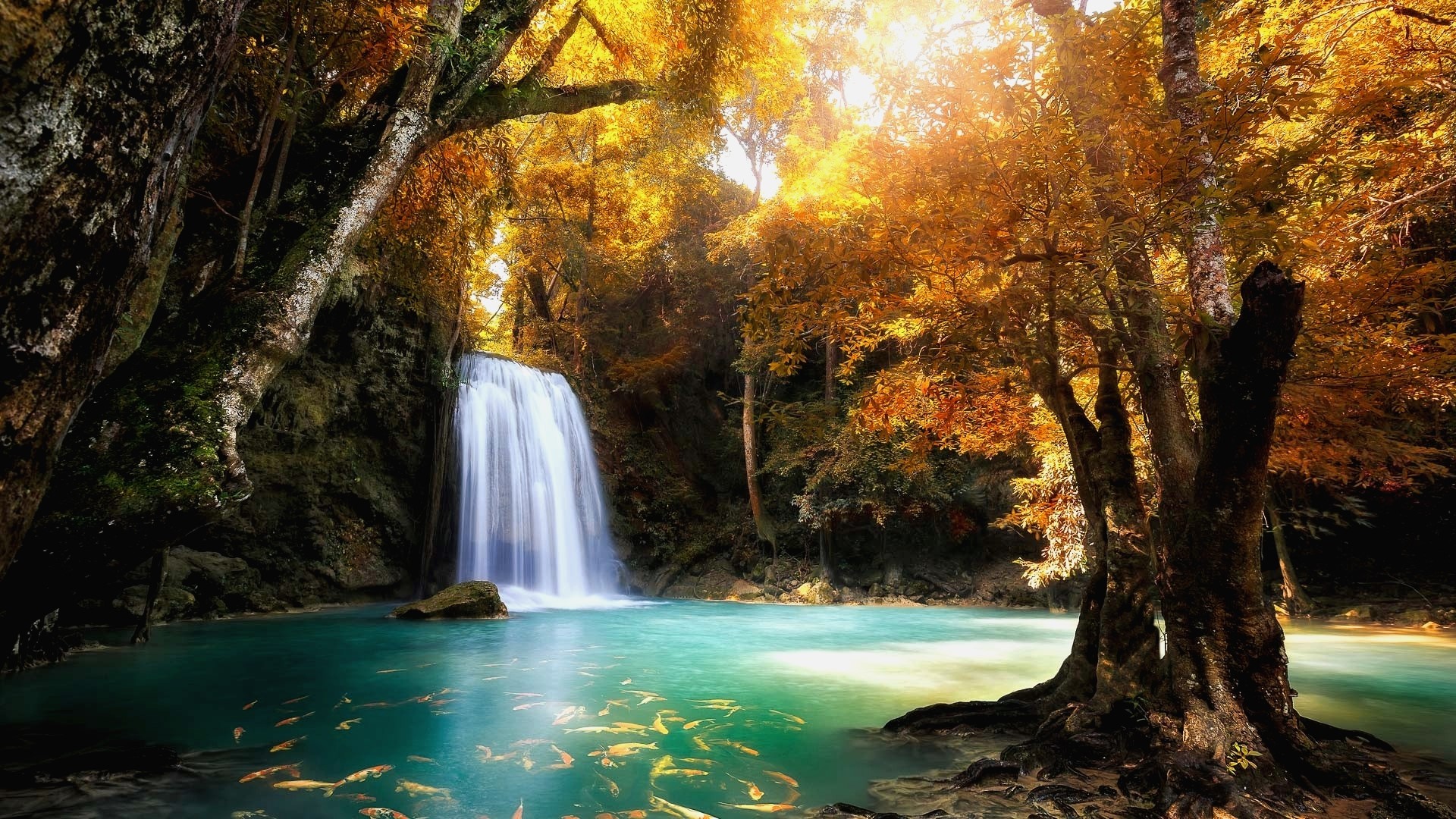 Waterfall in a forest with golden autumn leaves and fish HD Wallpaper