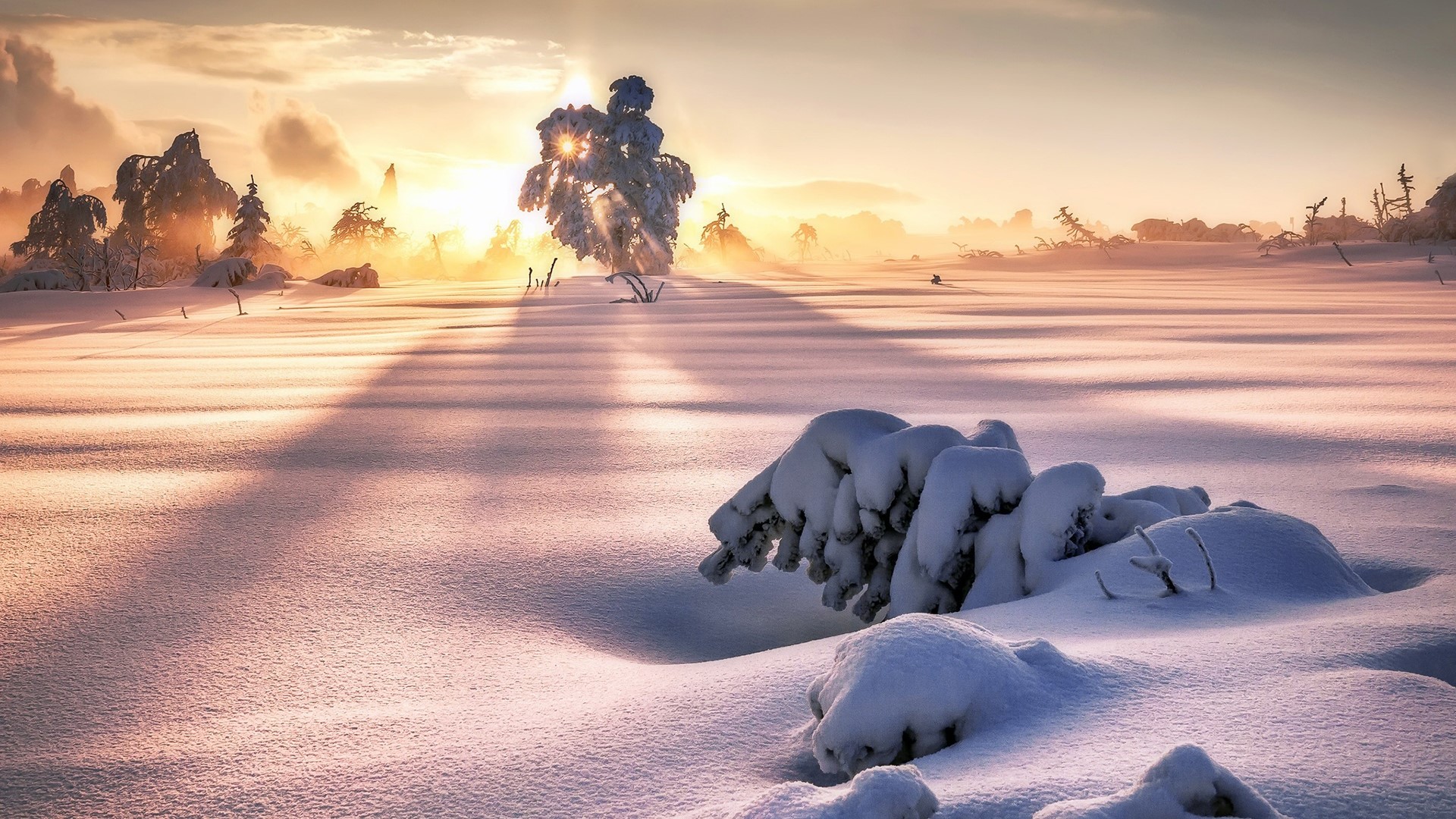 Snowy landscape with trees at sunrise HD Wallpaper