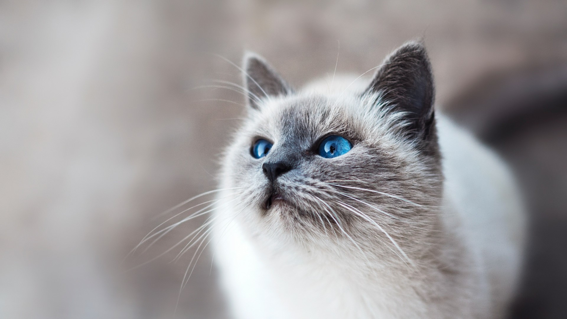 Close-up of a Siamese cat with blue eyes HD Wallpaper