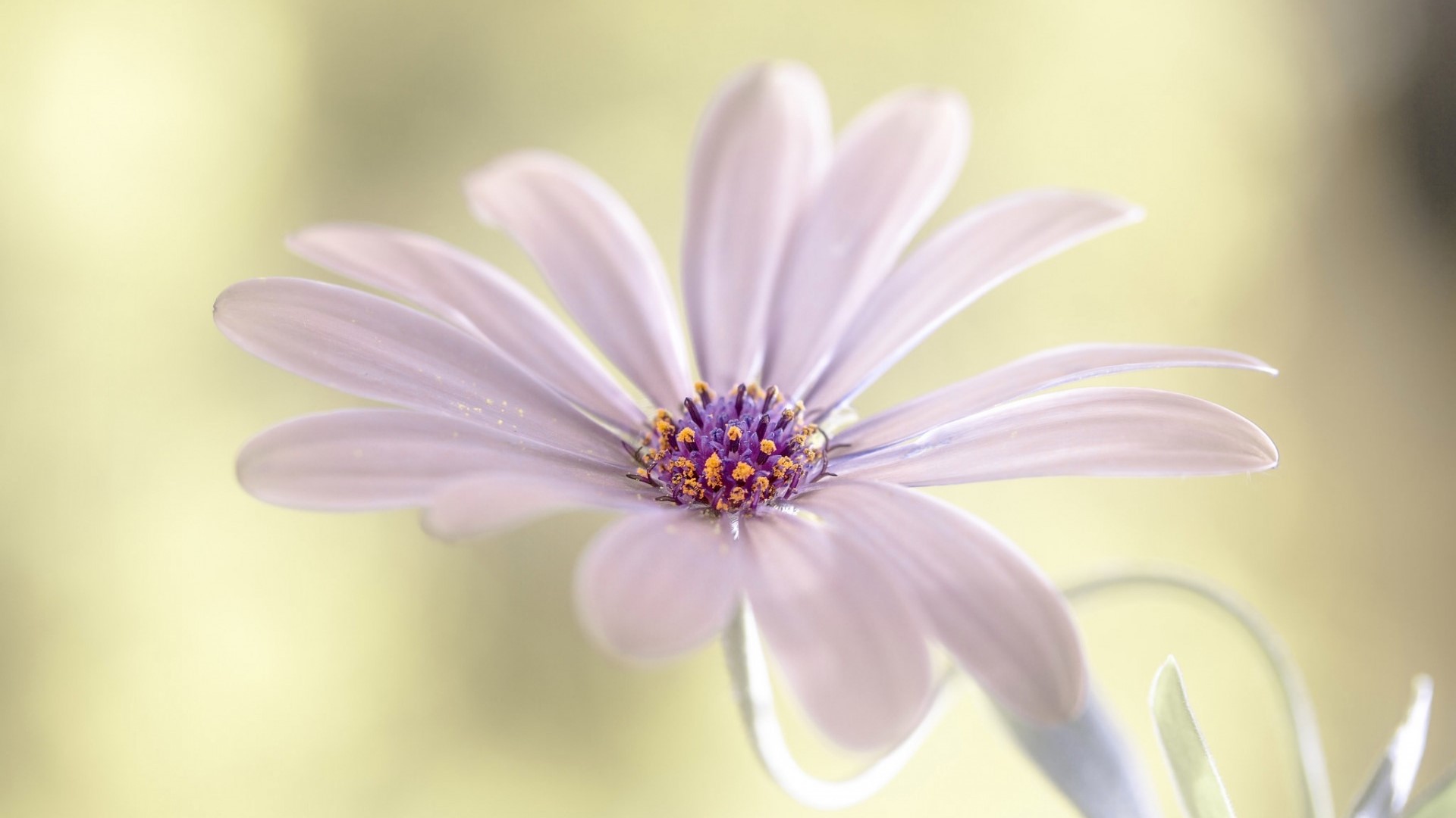 Close-up of a purple and yellow daisy flower HD Wallpaper