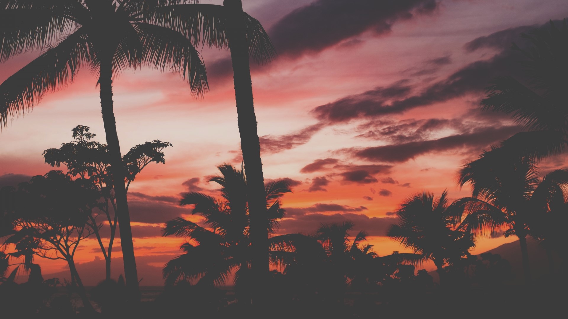 Palm trees silhouetted against a colorful sunset in Hawaii HD Wallpaper