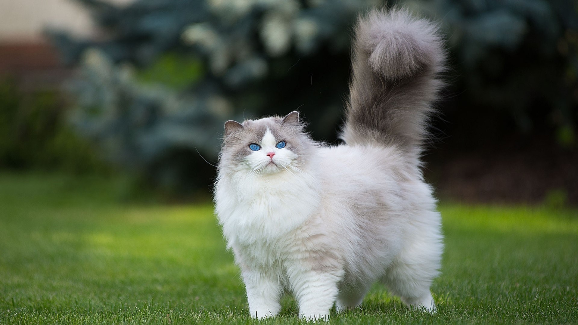 Fluffy Ragdoll Cat with Blue Eyes Outdoors HD Wallpaper