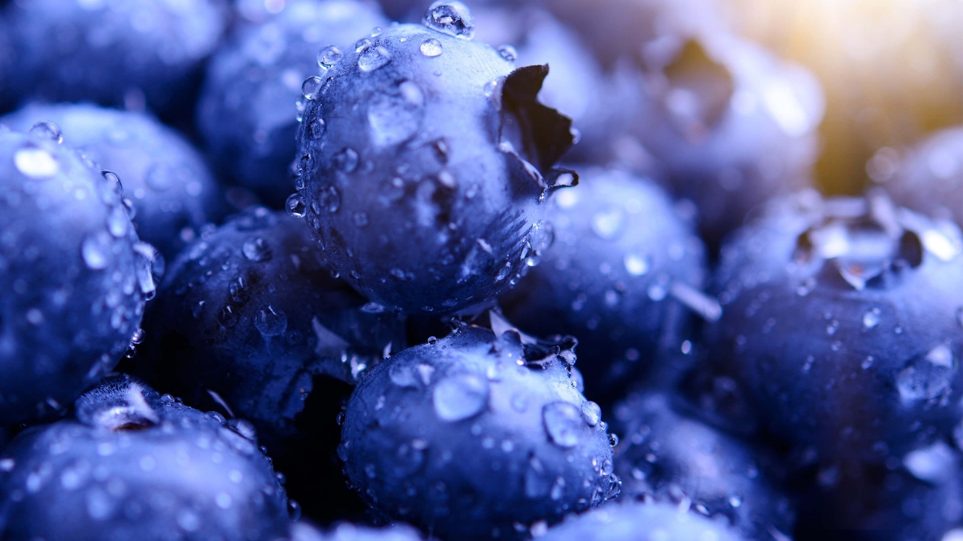 Macro shot of blueberries with water droplets HD Wallpaper