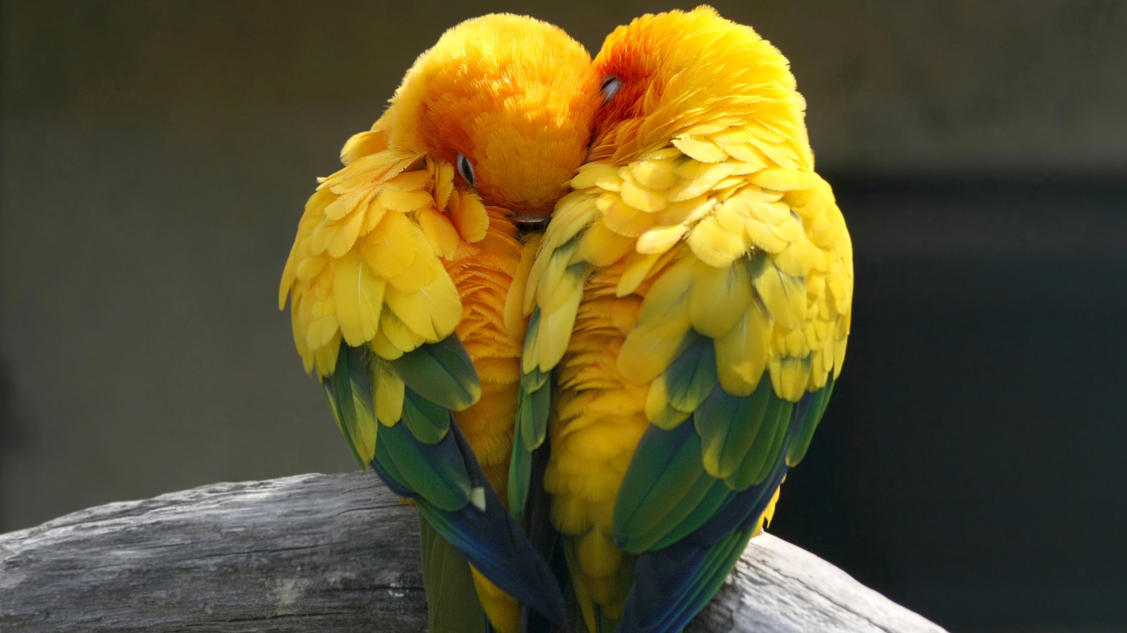 Parrots HD Wallpaper