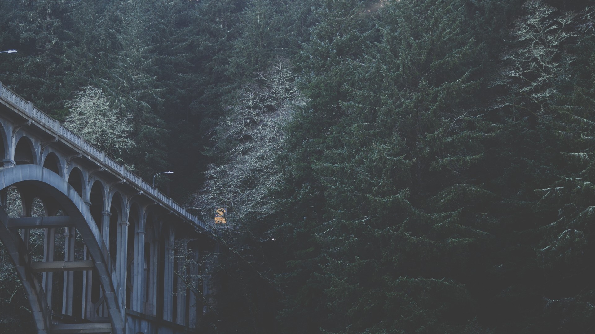 Bridge over a forest HD Wallpaper