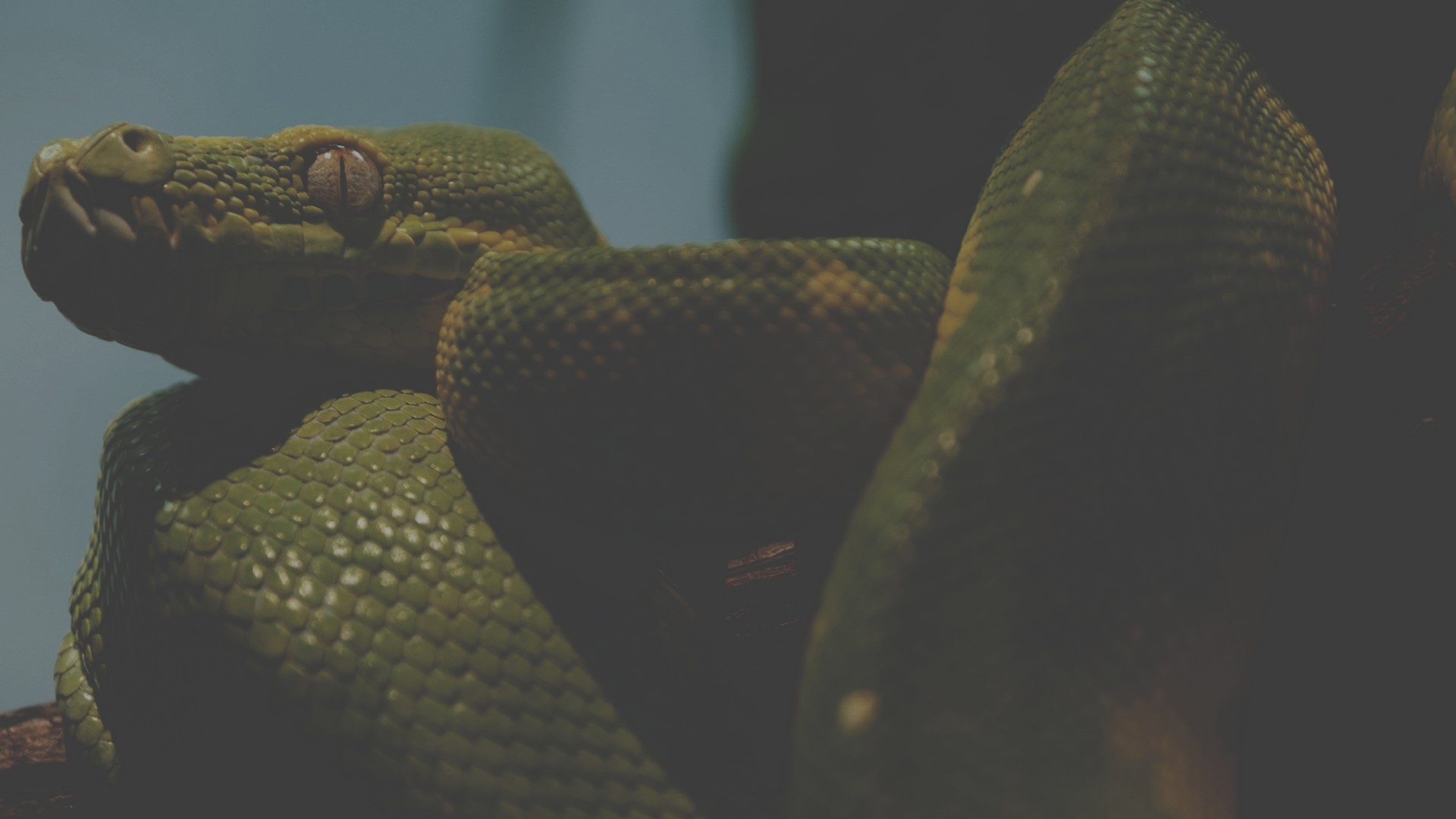 Green Tree Python coiled on a branch HD Wallpaper