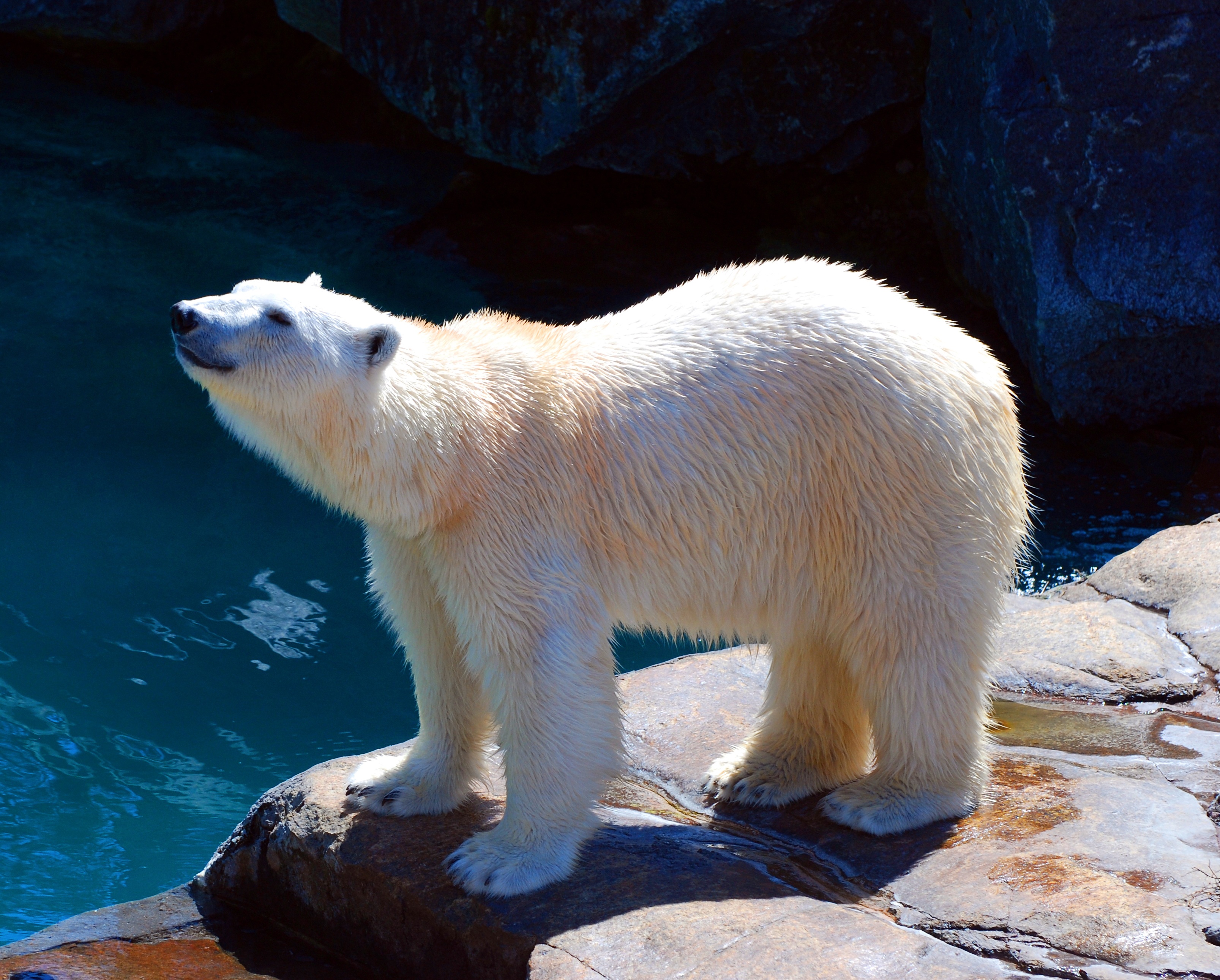Polar bear standing on rocks by water HD Wallpaper