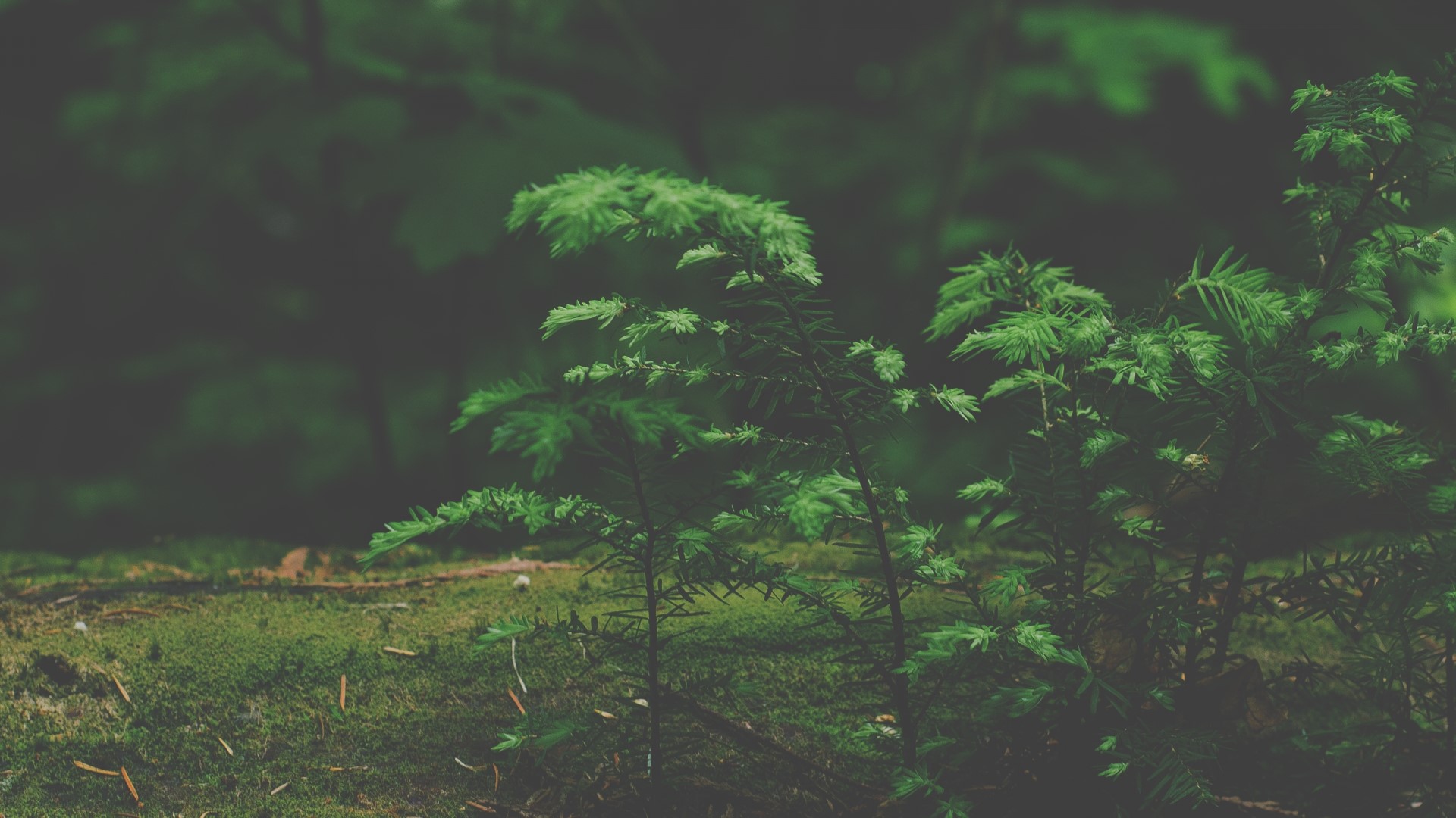 Mossy forest floor with young evergreen saplings HD Wallpaper