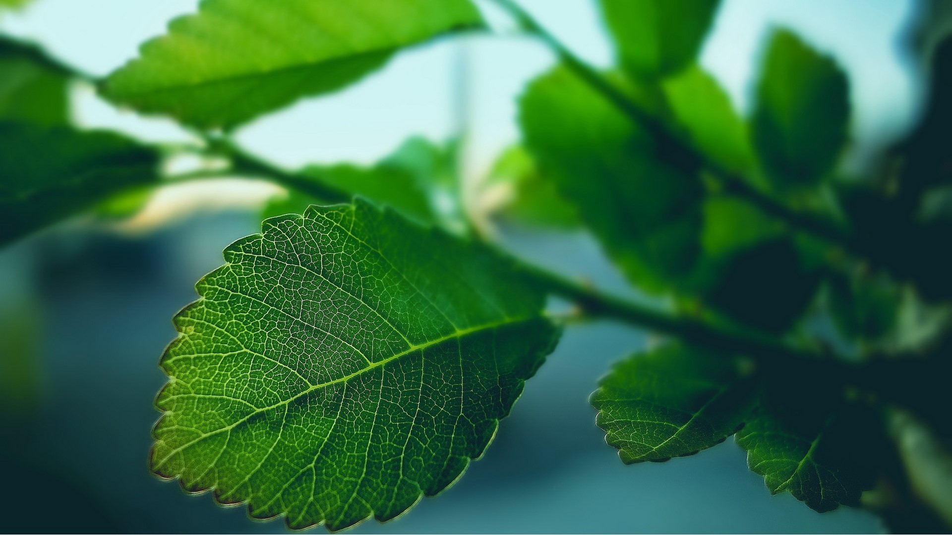 Green leaves on a branch HD Wallpaper