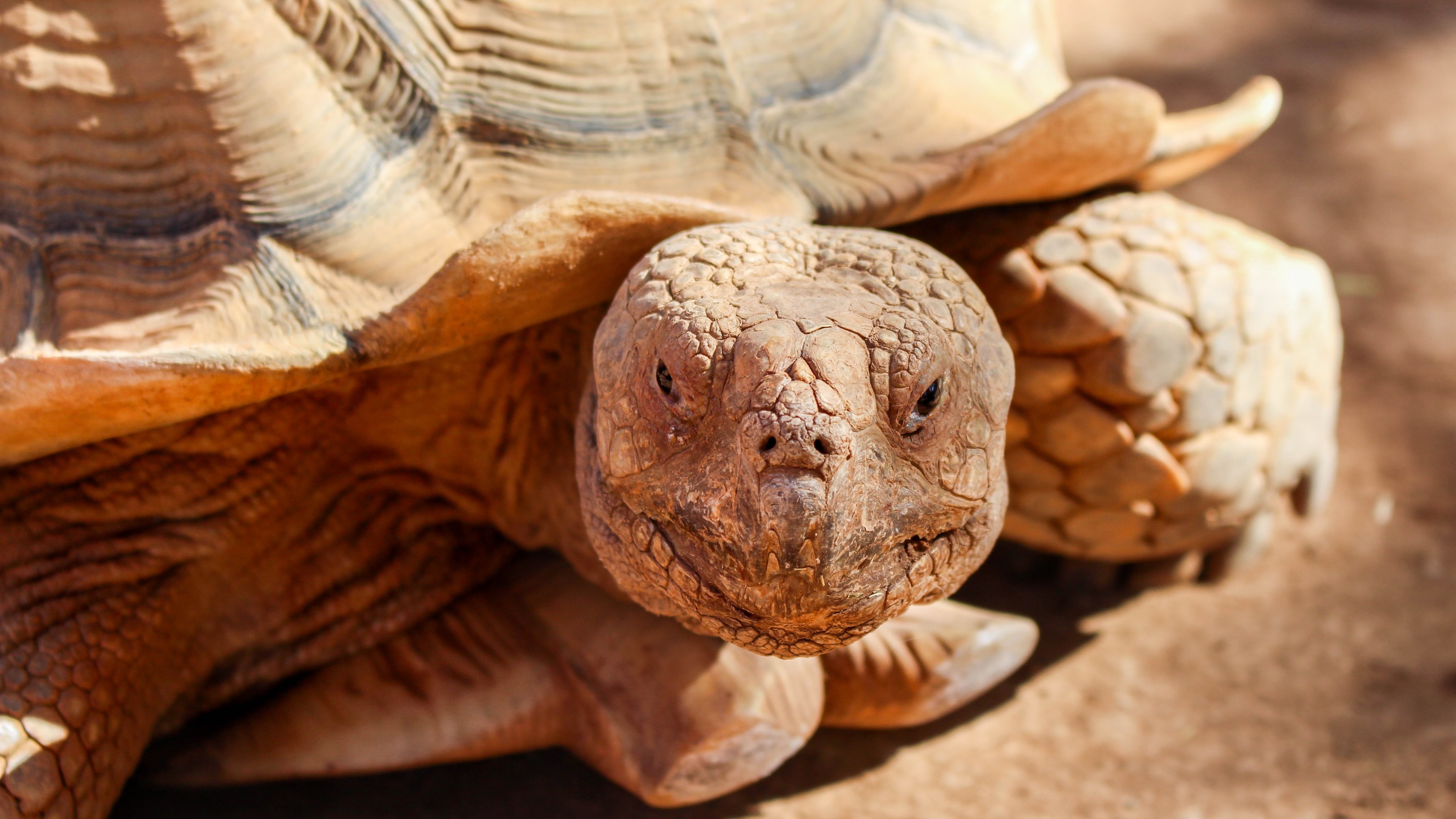Close-up of a large tortoise HD Wallpaper
