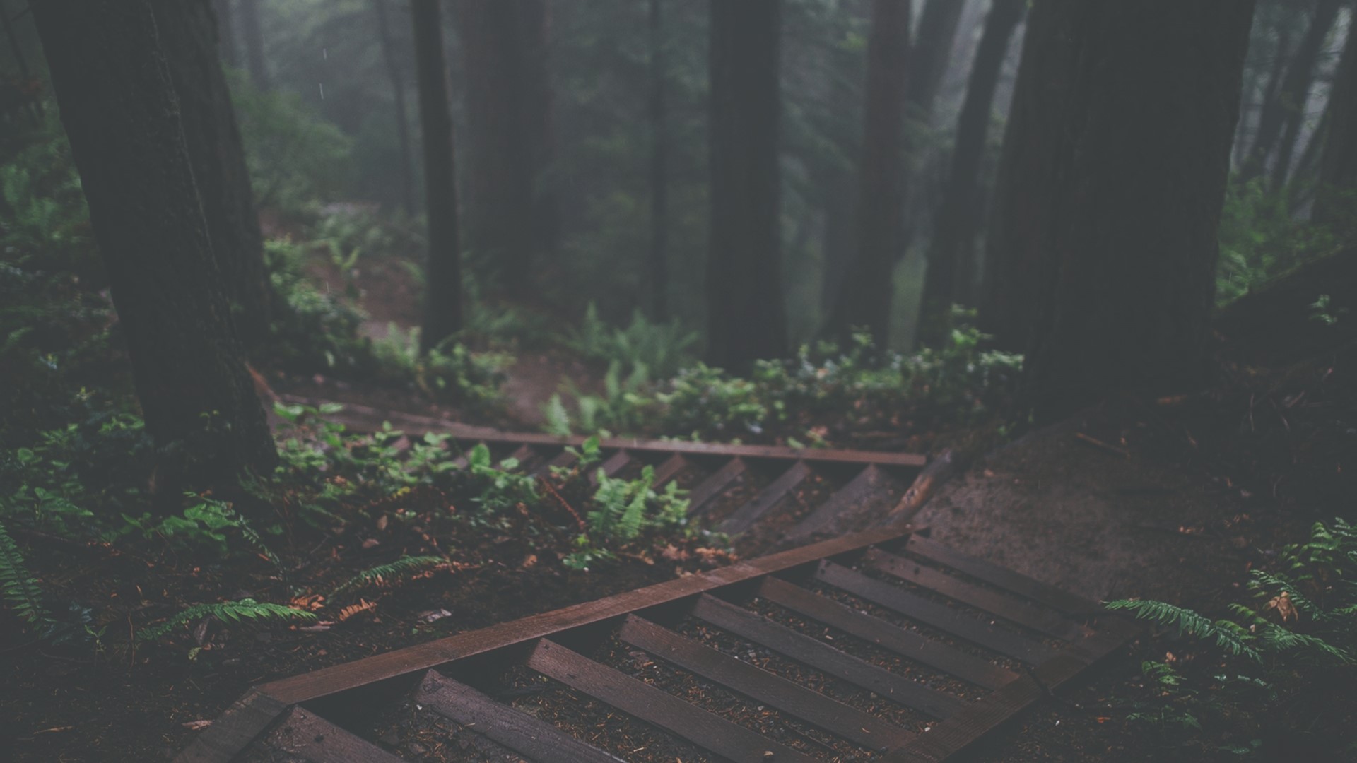 Wooden stairs in a foggy forest HD Wallpaper
