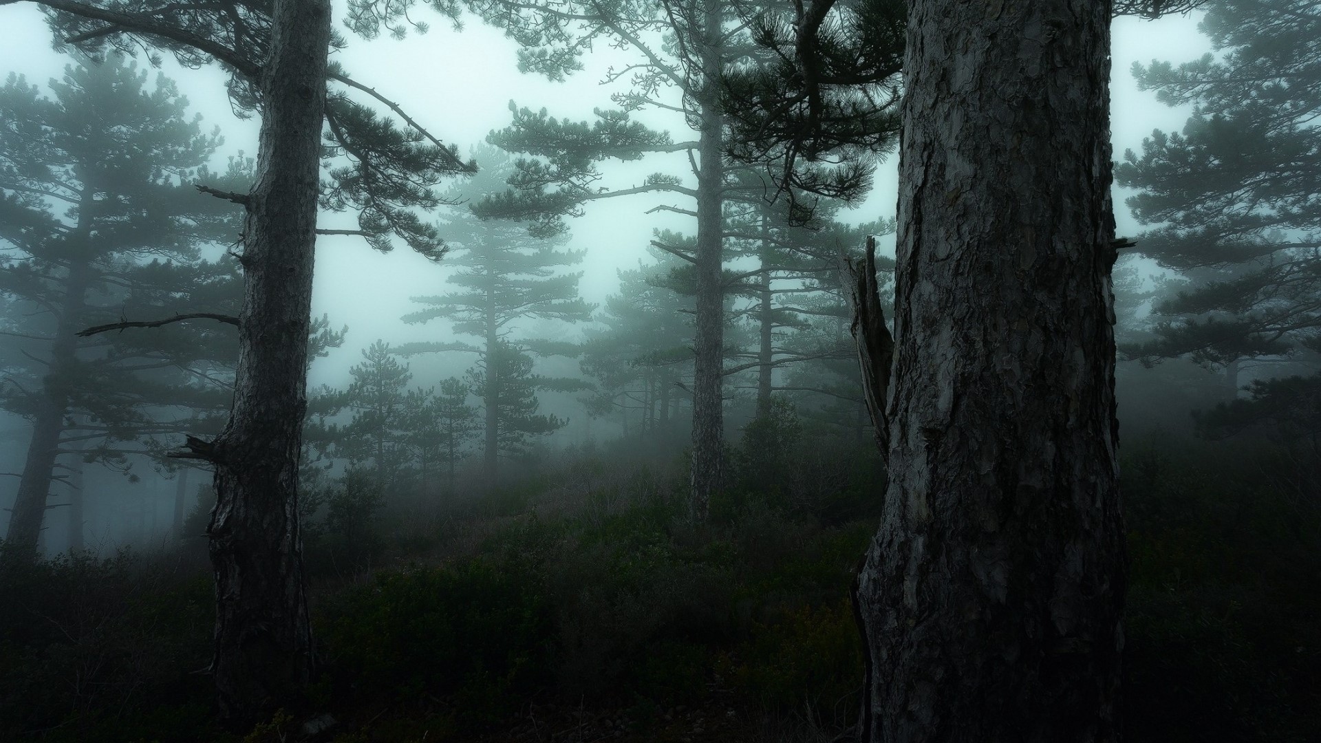 Misty Pine Forest HD Wallpaper