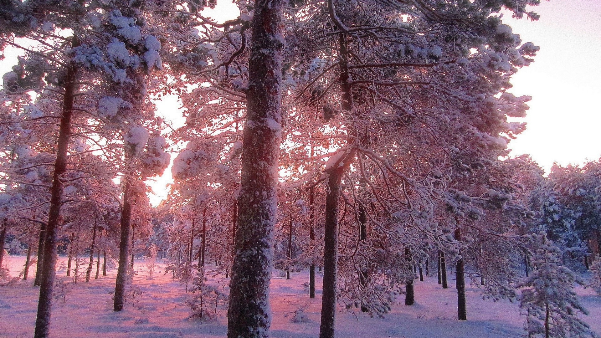 Snowy forest with pink sunset light HD Wallpaper