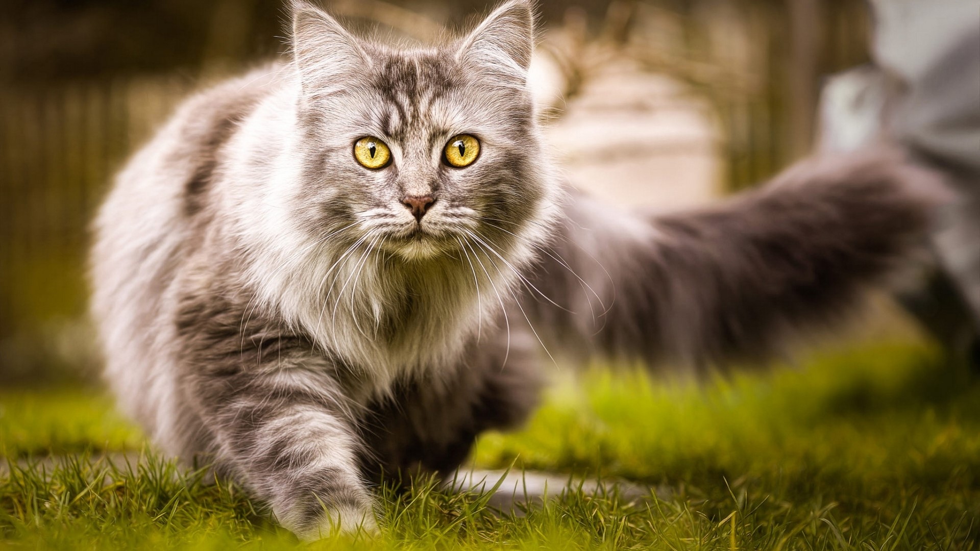 Gray fluffy cat with yellow eyes in grass HD Wallpaper
