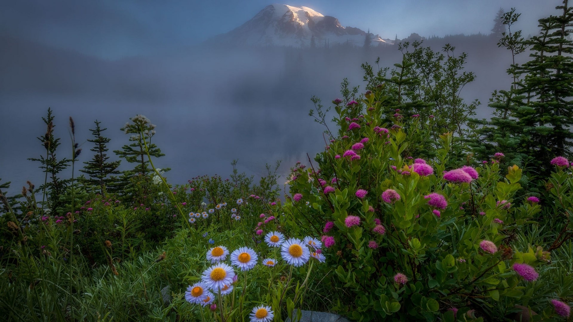 Mountain peak shrouded in mist with wildflowers in foreground HD Wallpaper