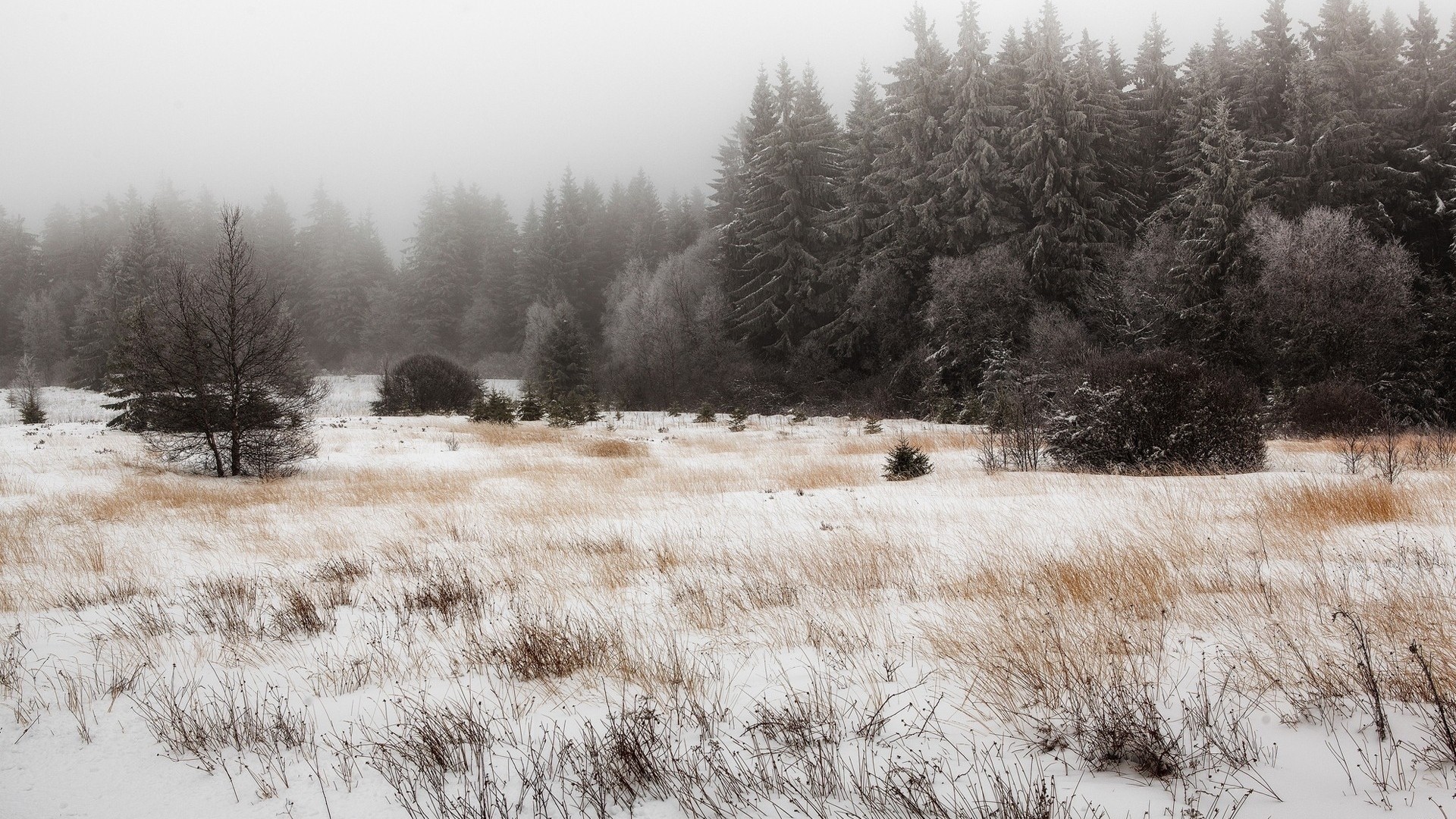 Winter forest meadow with snow and fog HD Wallpaper
