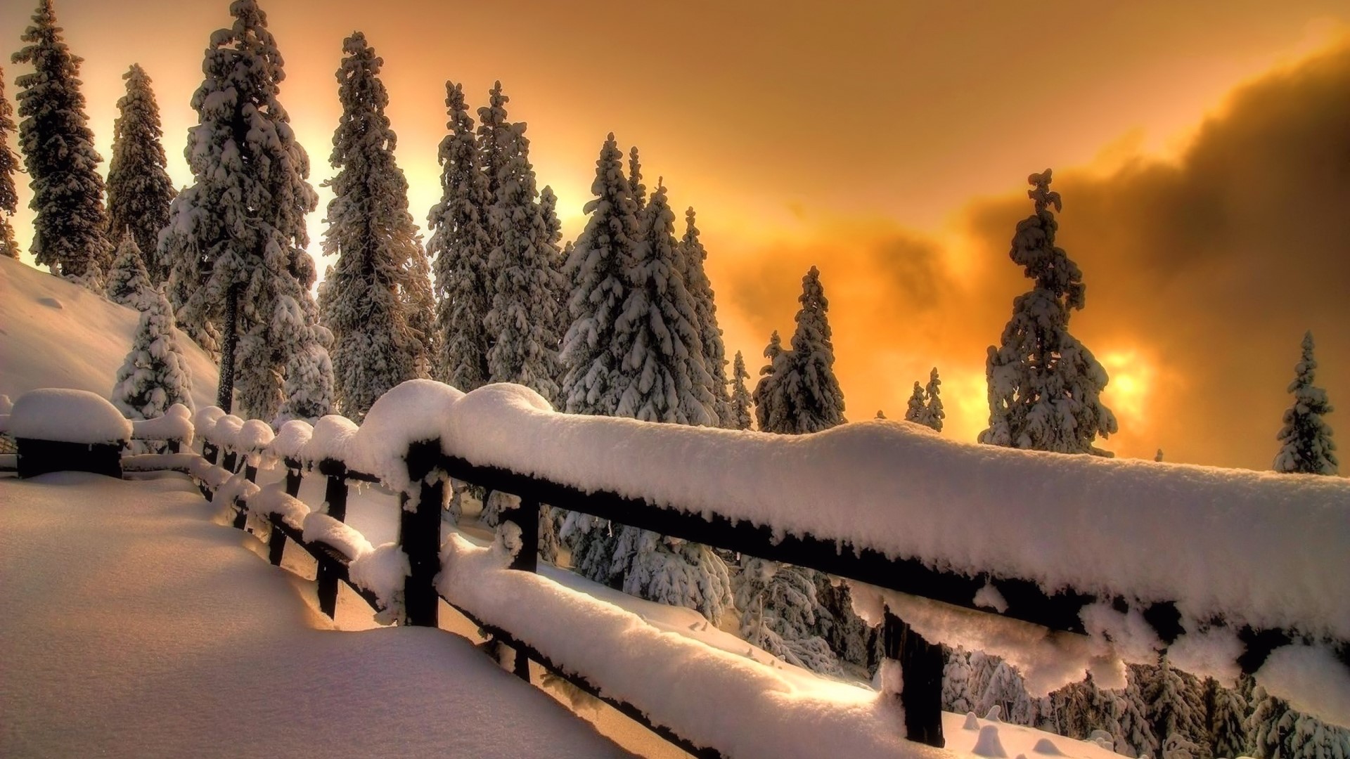 Snowy fence and trees at sunset HD Wallpaper