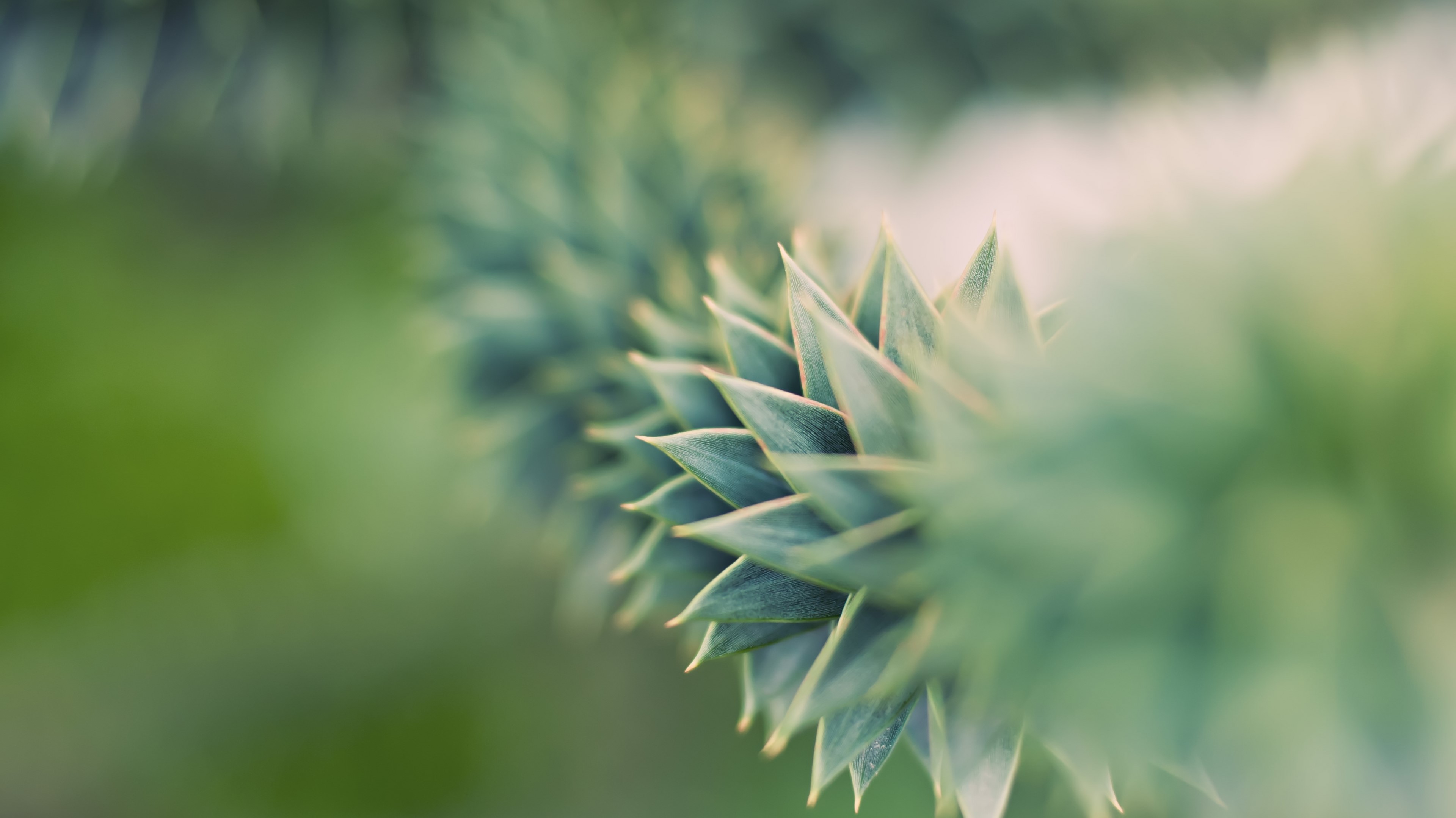 4K Green Succulent Plant Close-up HD Wallpaper