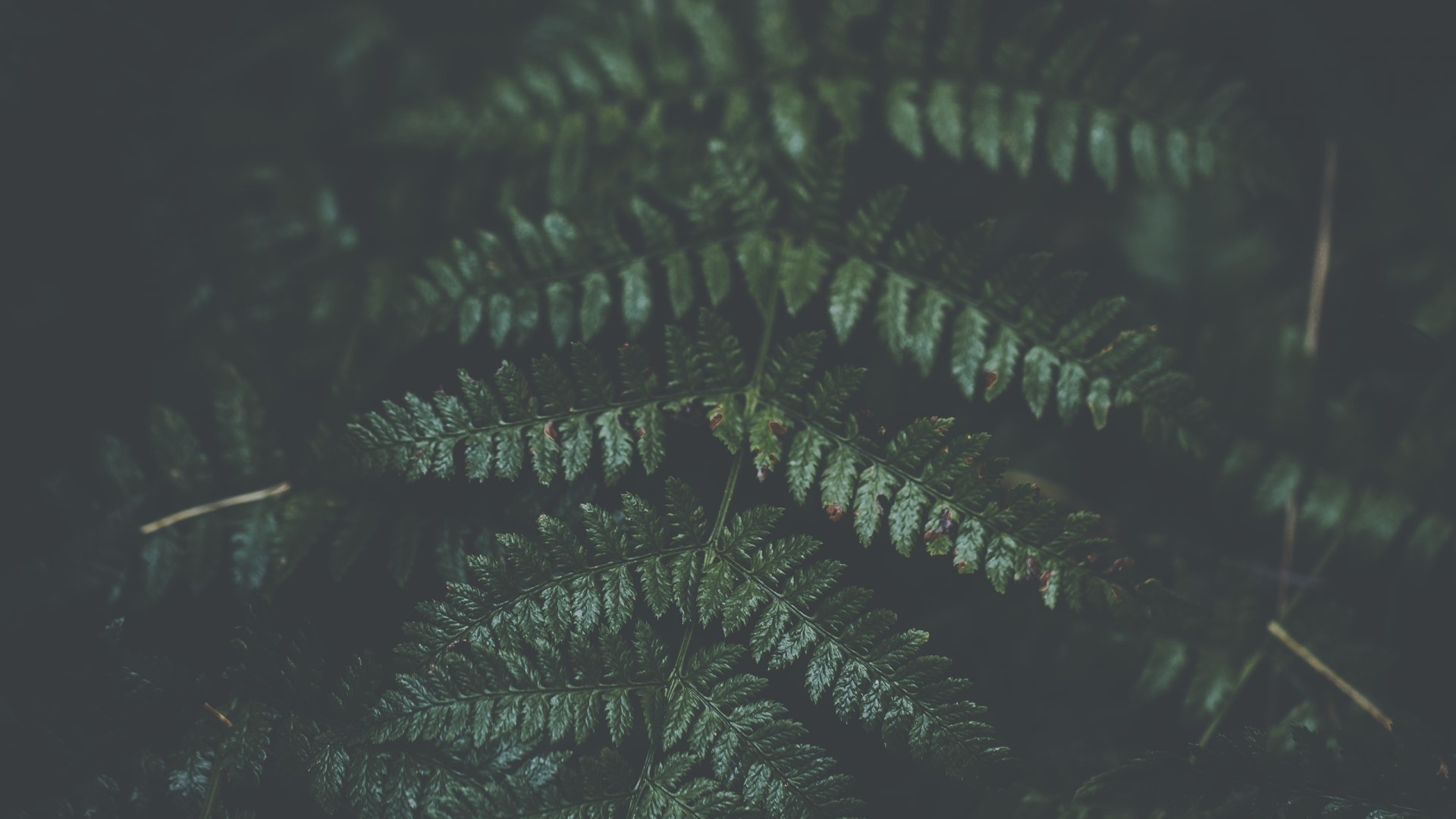 Close-up of a dark green fern HD Wallpaper