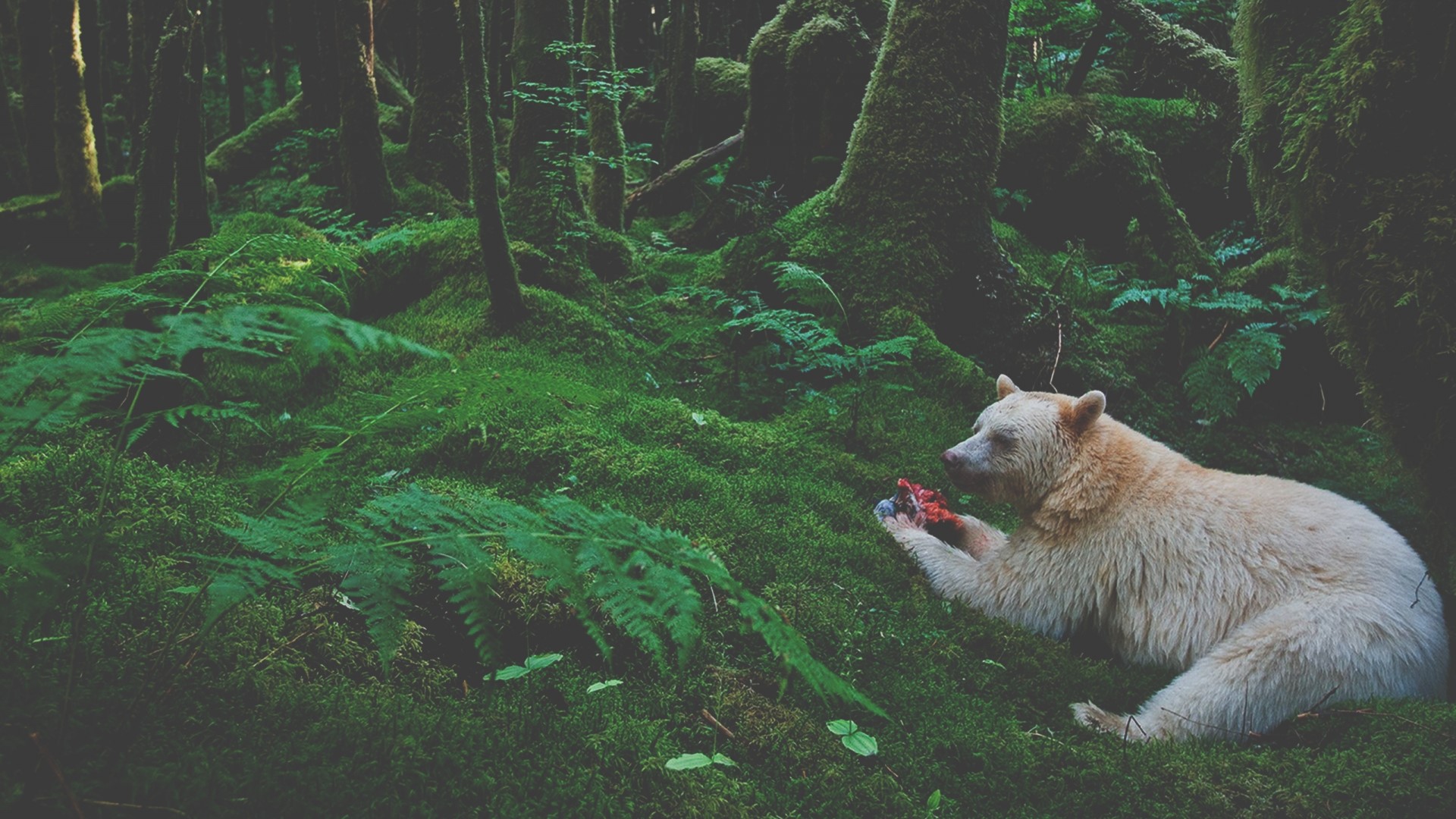 Spirit Bear eating in a mossy forest HD Wallpaper