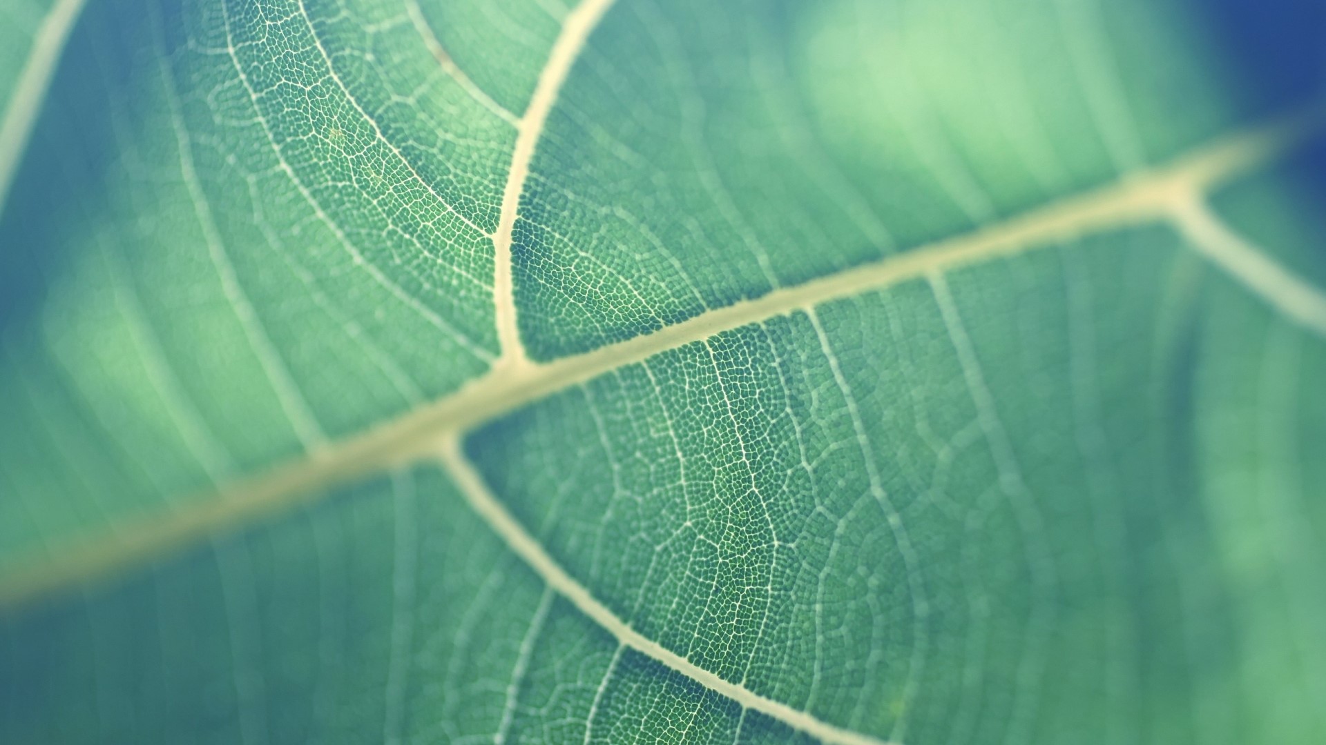 Close-up of a green leaf with visible veins HD Wallpaper